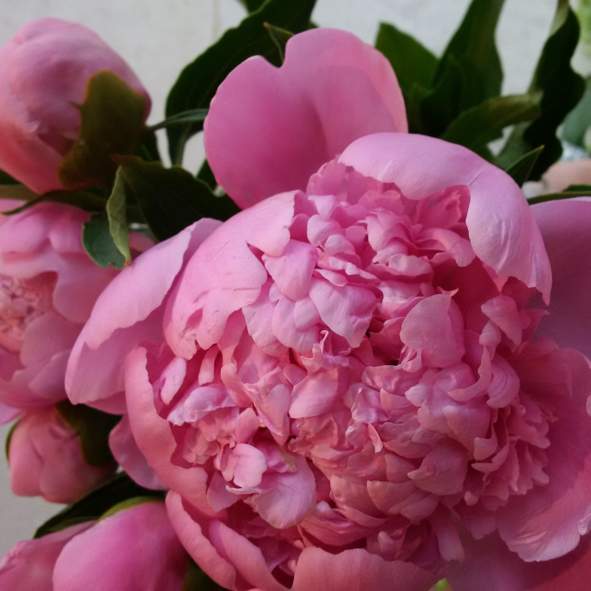 Peonies in vase