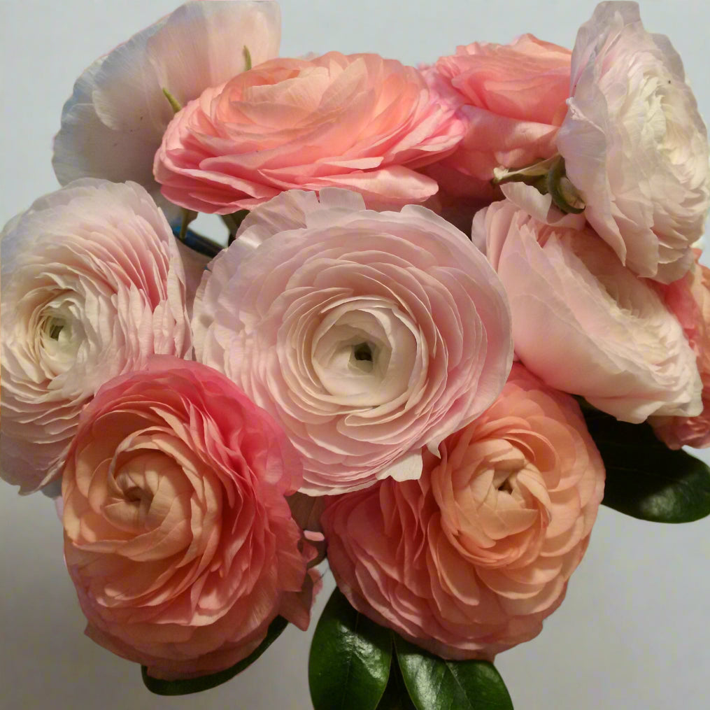 Ranunculus