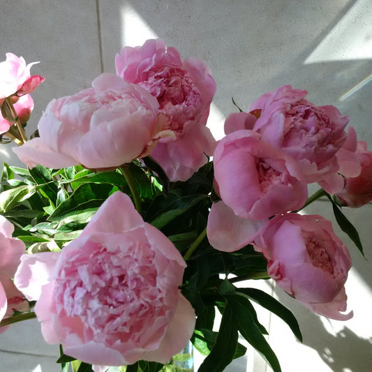 Peonies have arrived