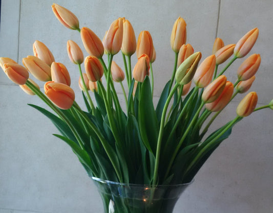 French Tulips