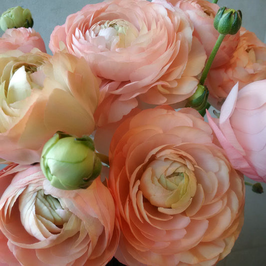 Favourite Ranunculus