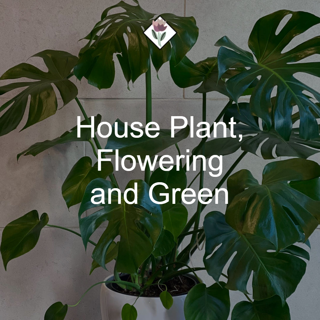 House Plants, Flowering & Green