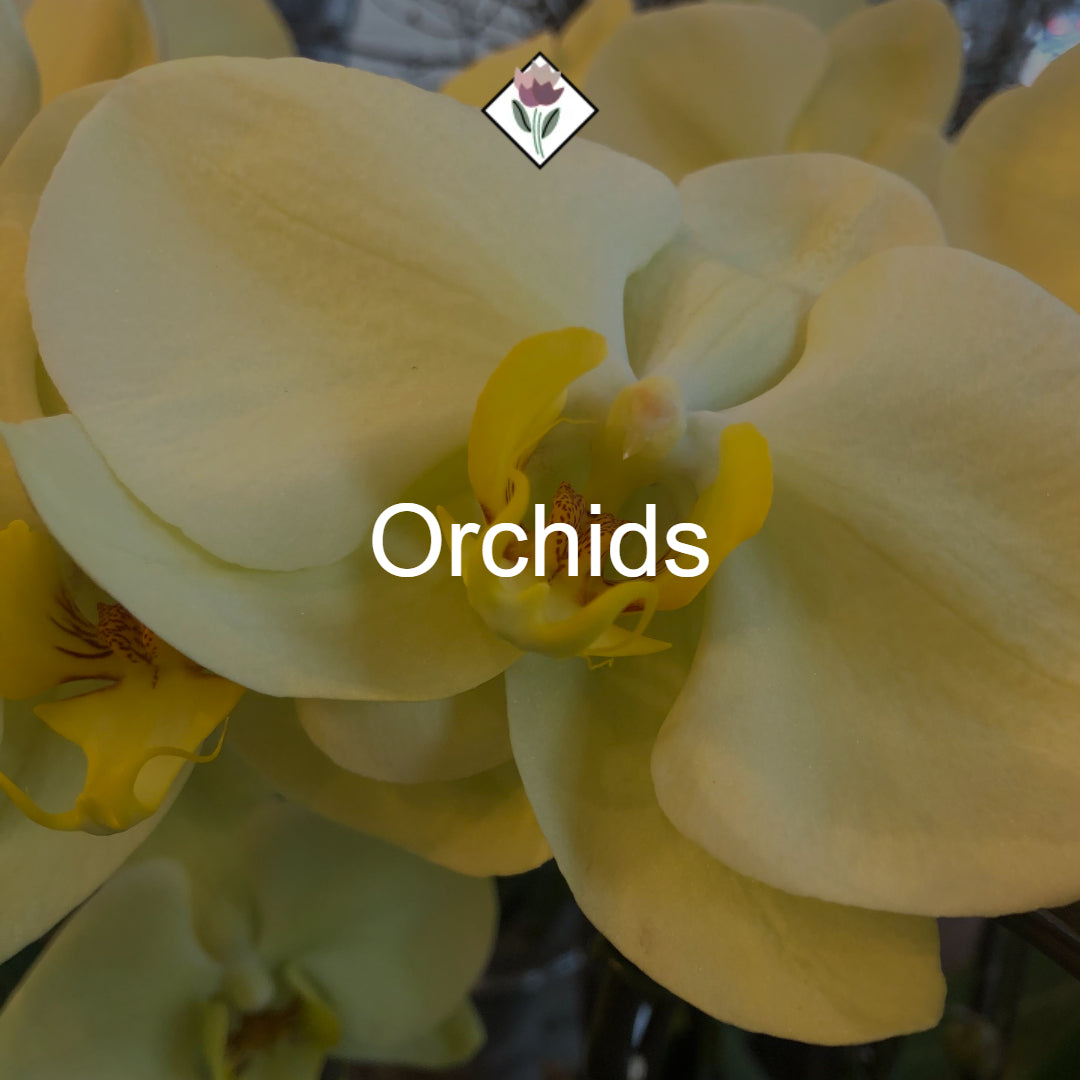 Orchids