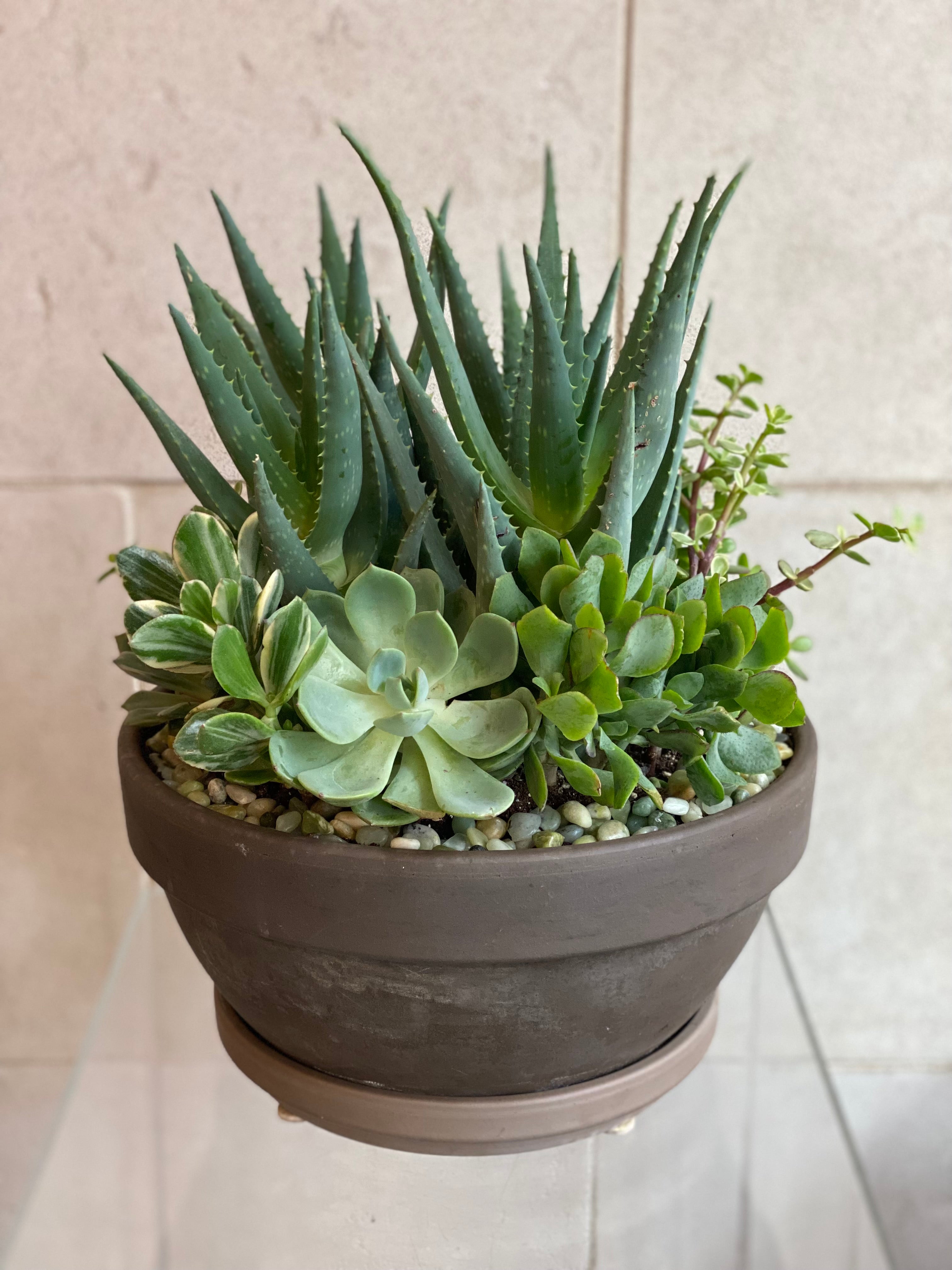 Succulent Garden Bowl