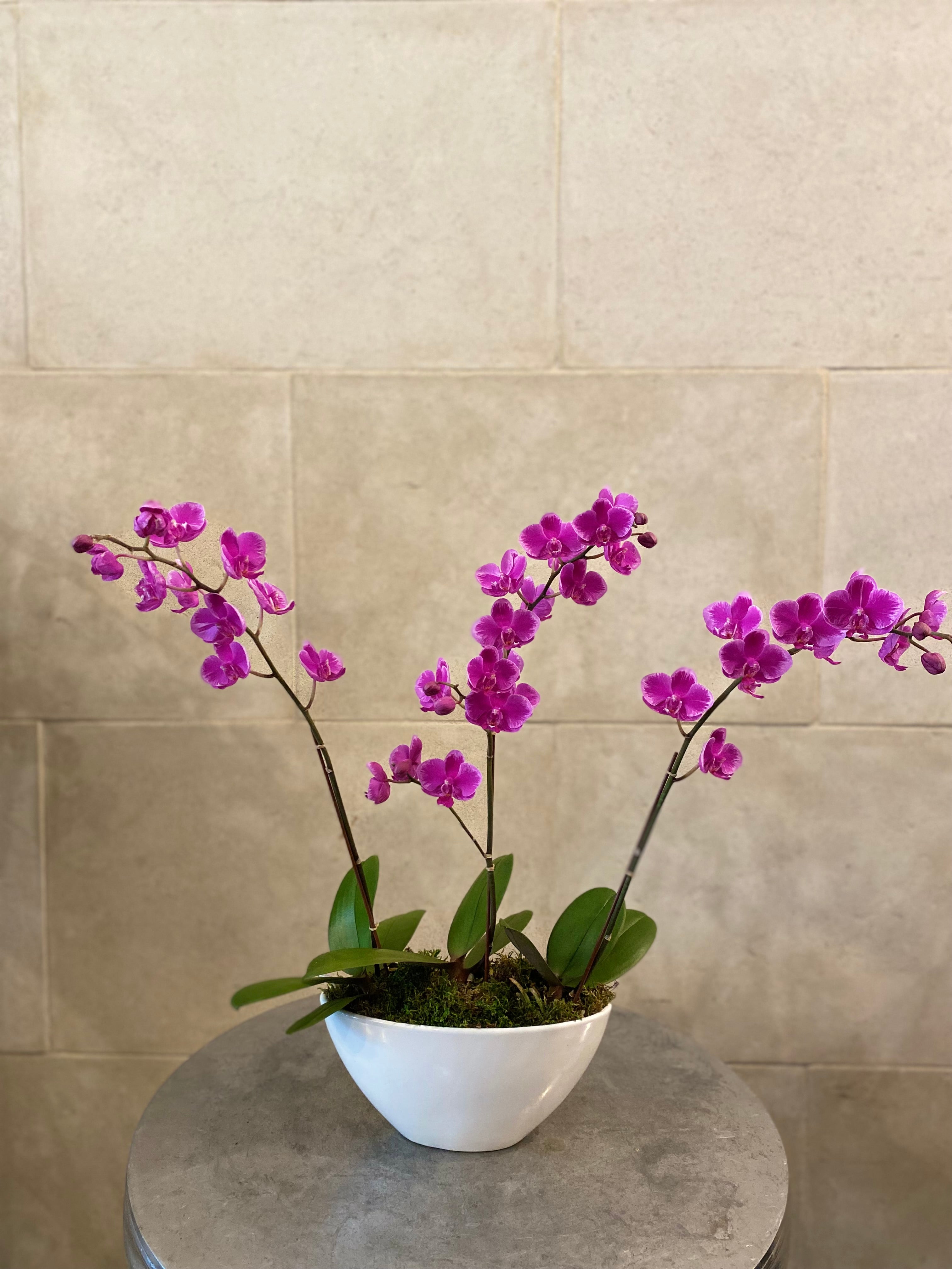 Mini Orchid Trio