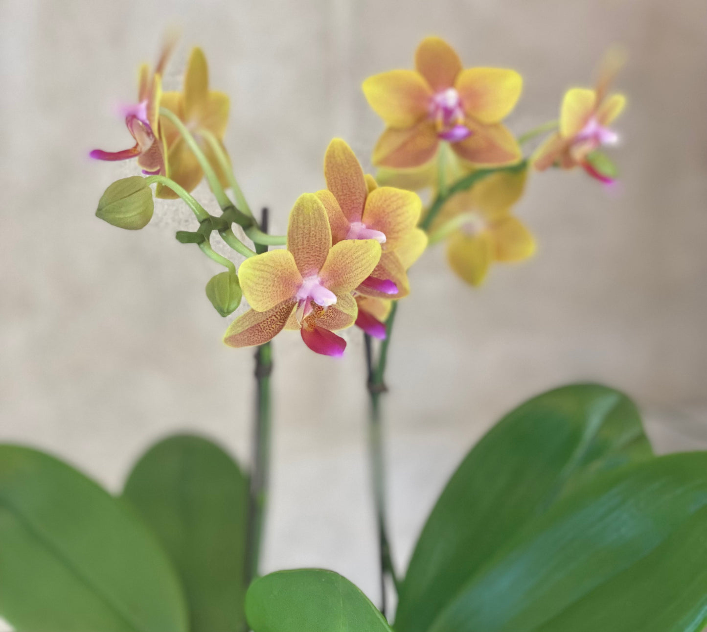 Double Orange Mini Orchids