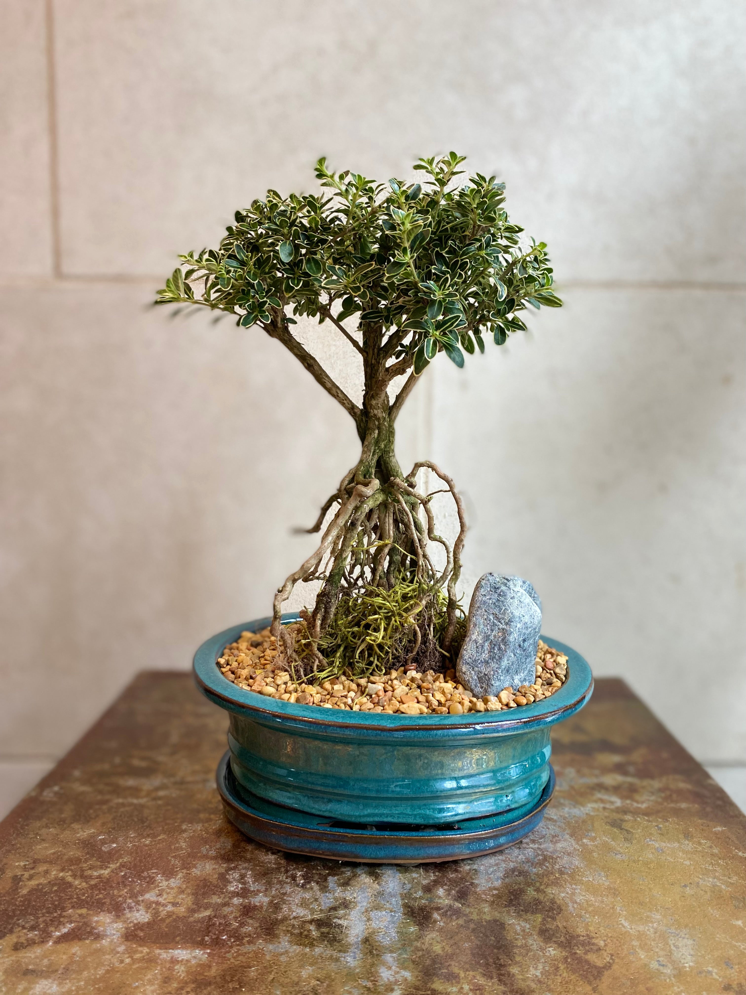 Serissa Japonica Bonsai