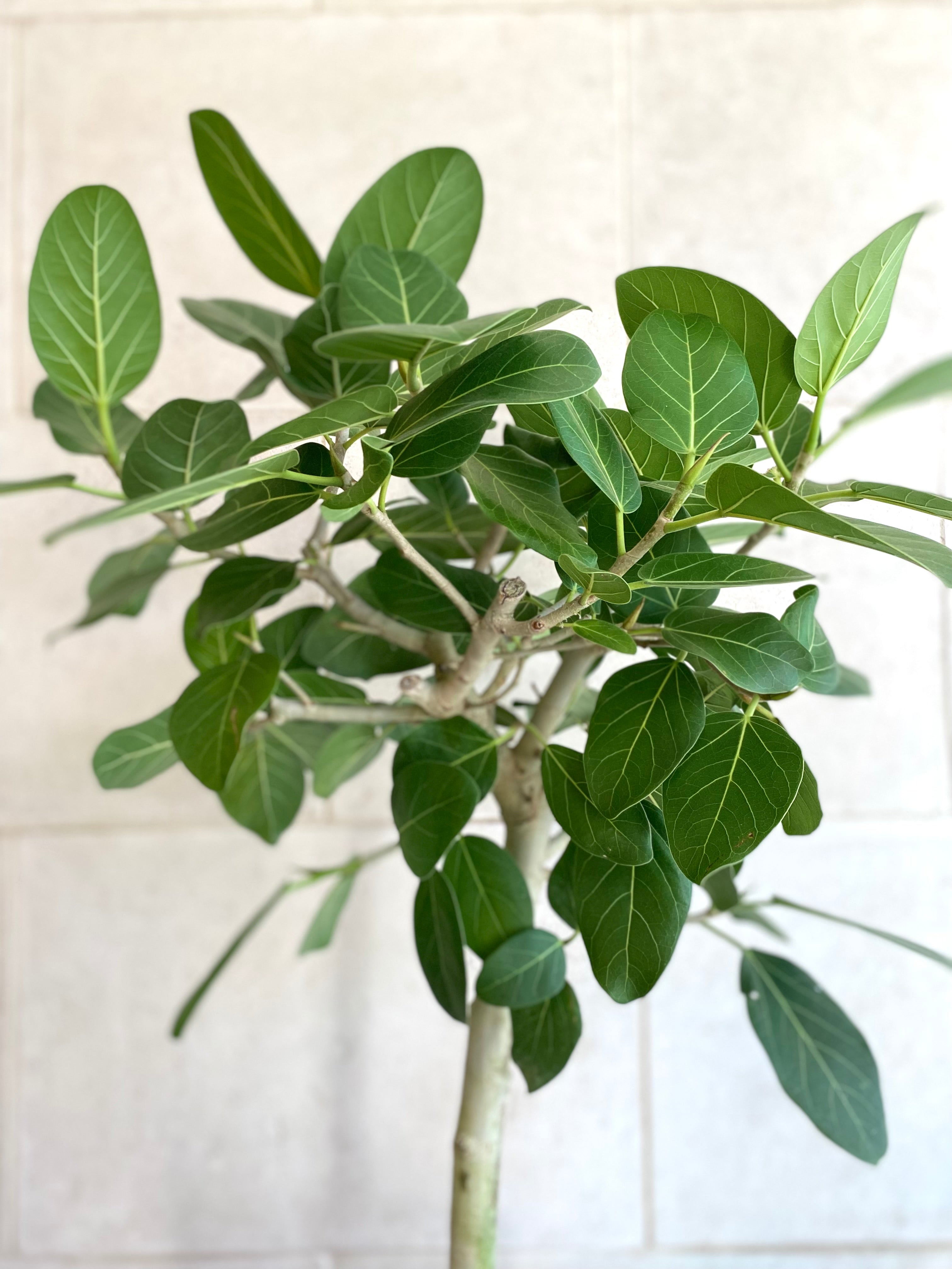 Ficus Audrey