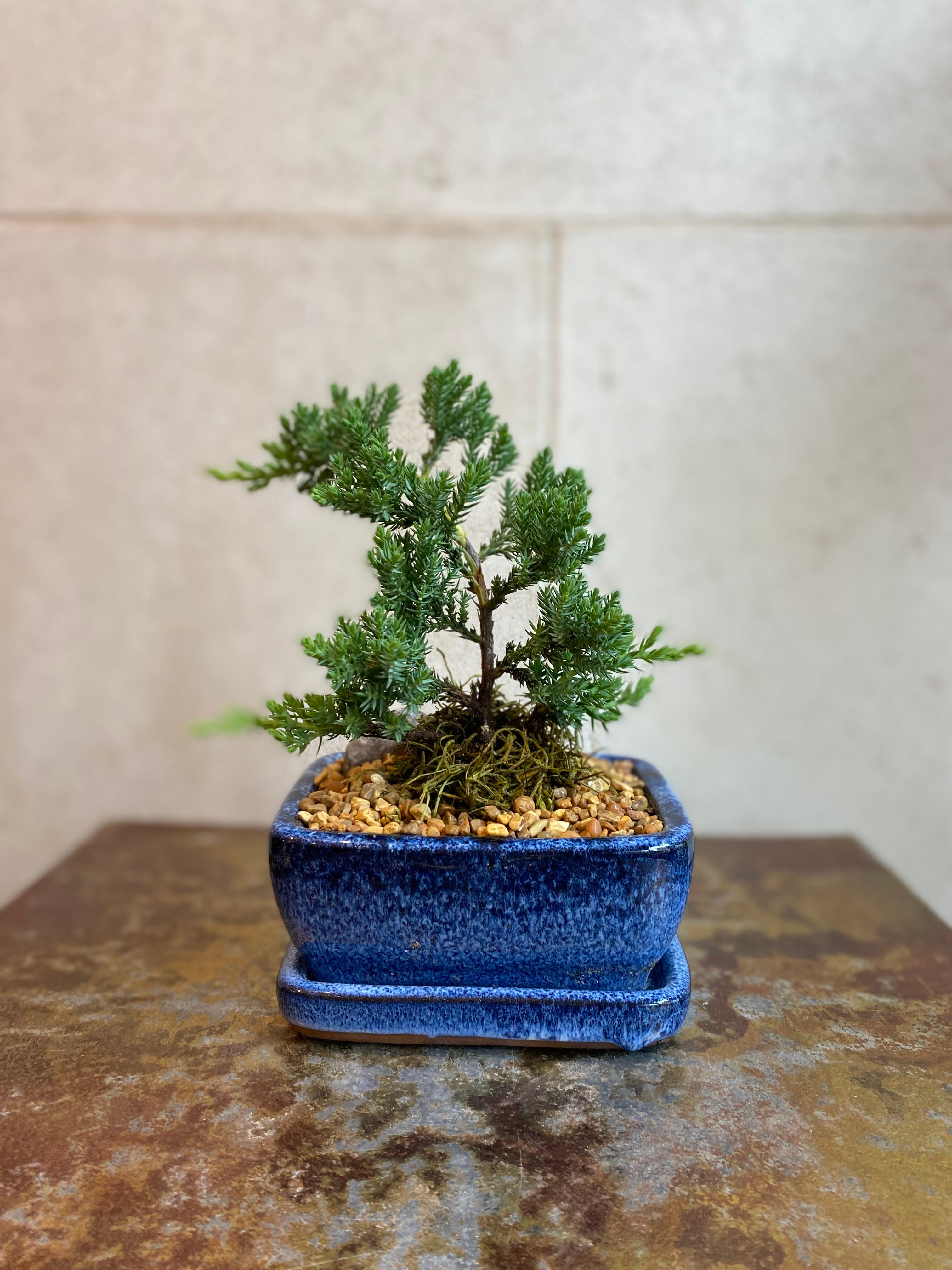 Juniper Bonsai