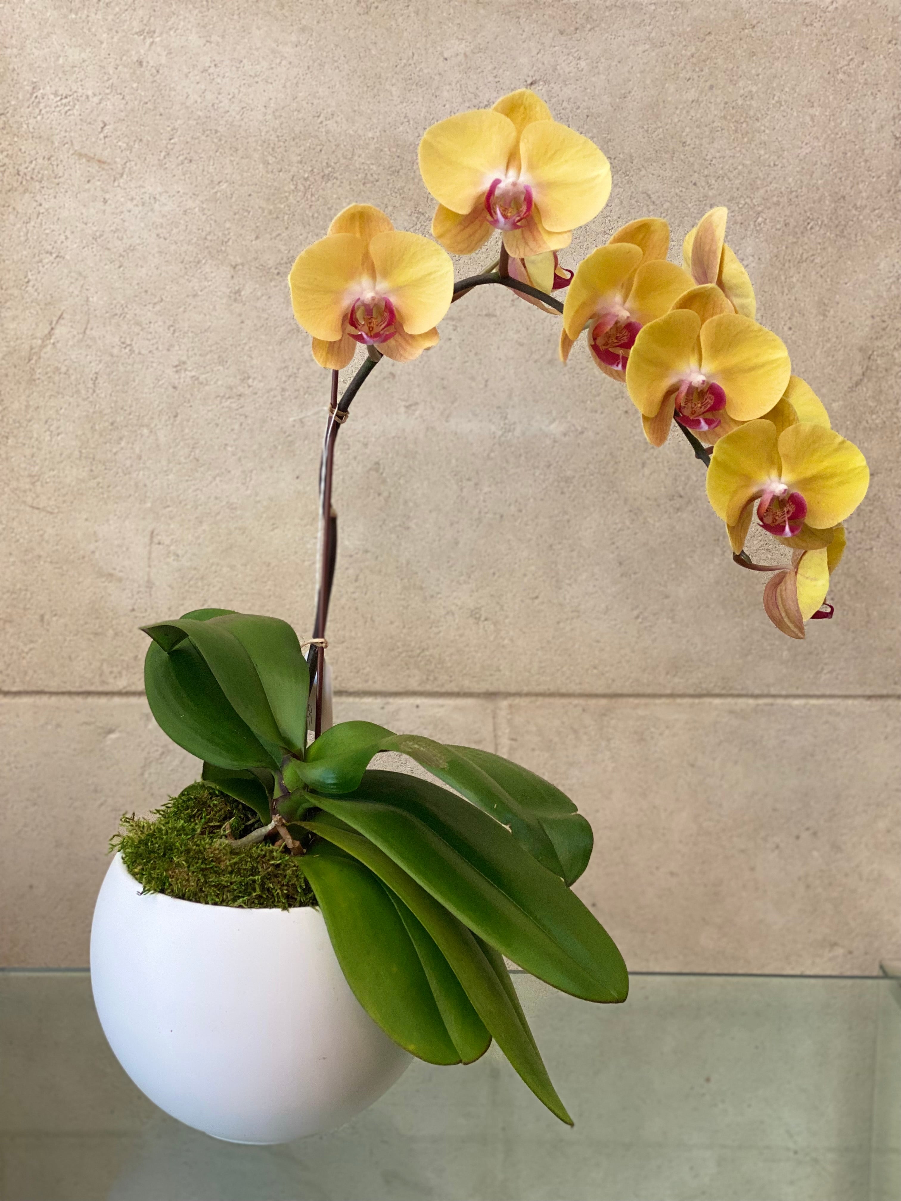 Golden Phalaenopsis in Rust Planter