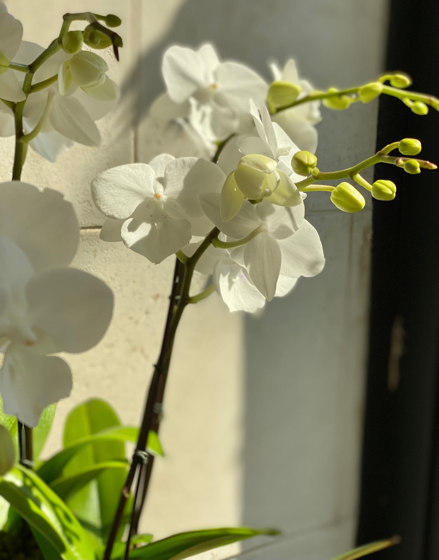 Mini Orchid Arrangement White