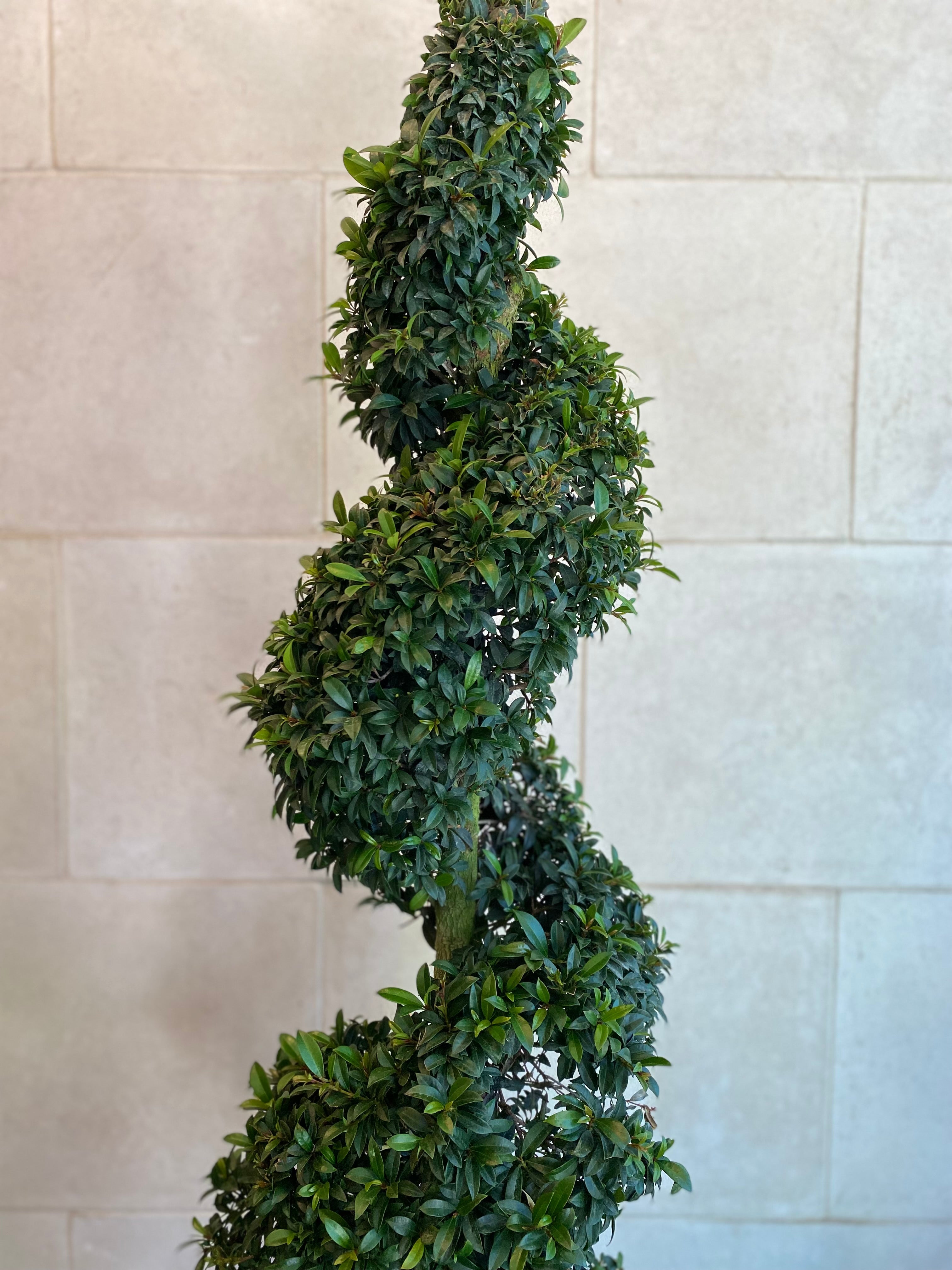 Majestic Spiral Topiary