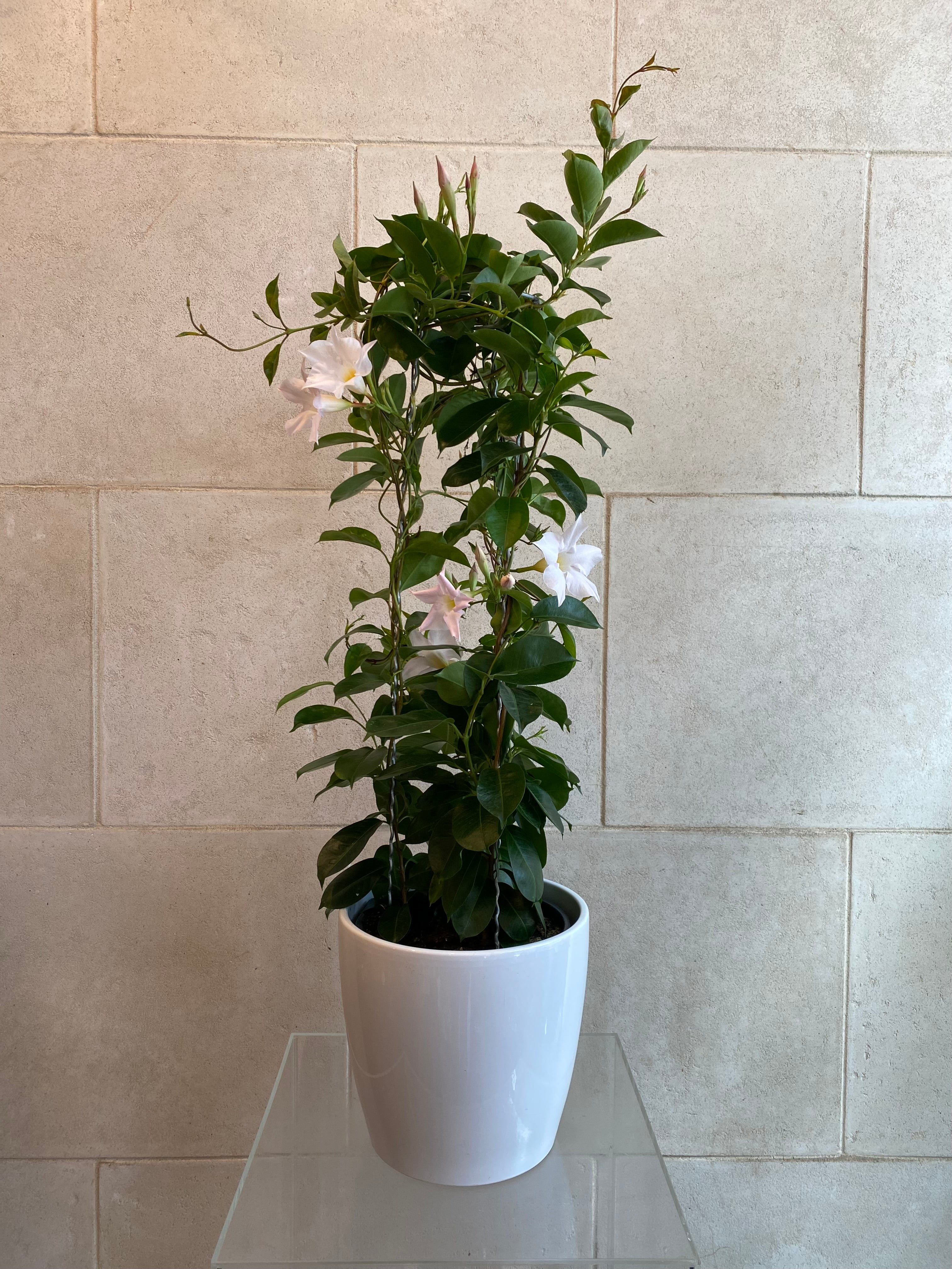 Mandevilla Plant