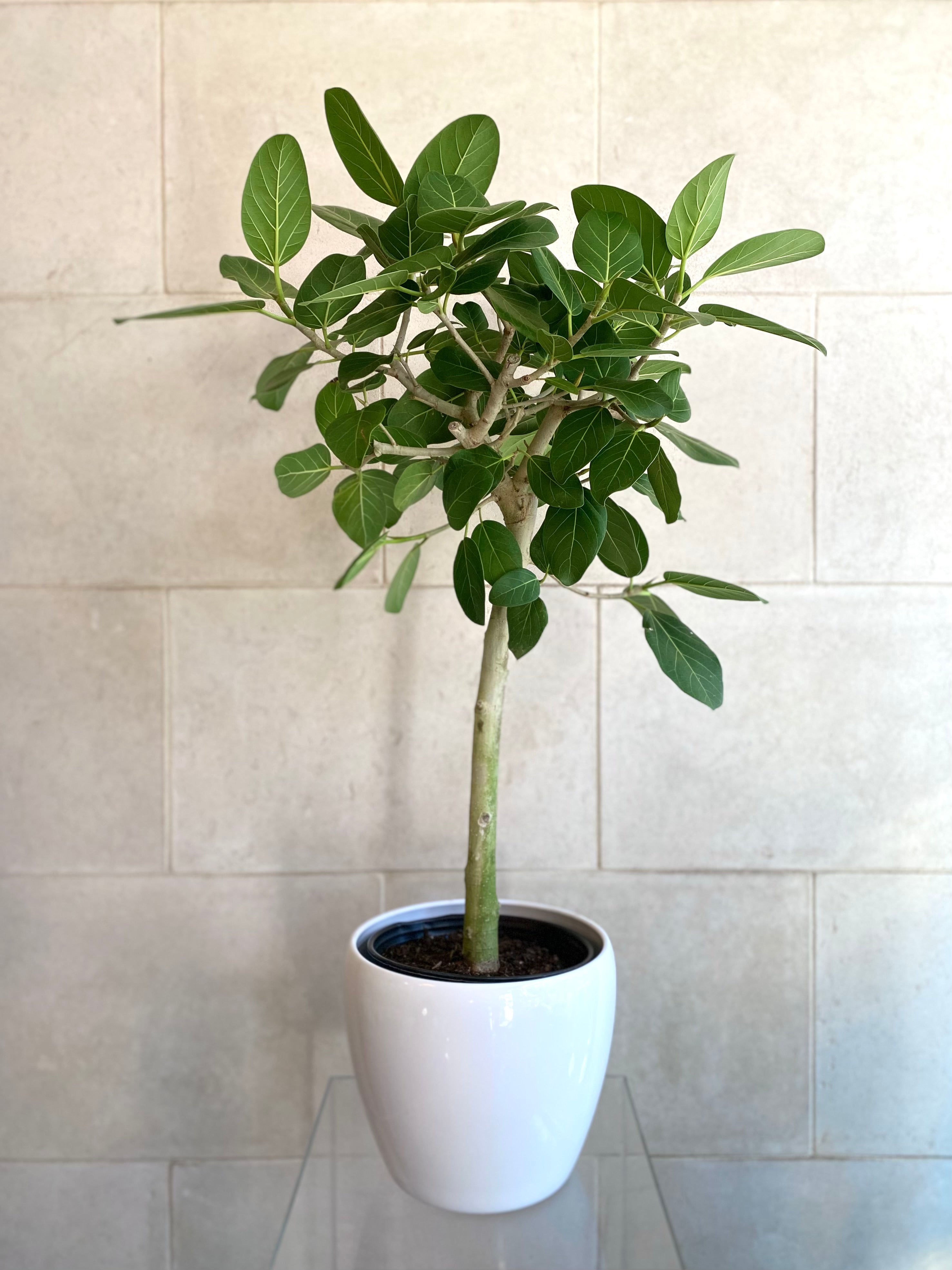 Ficus Audrey