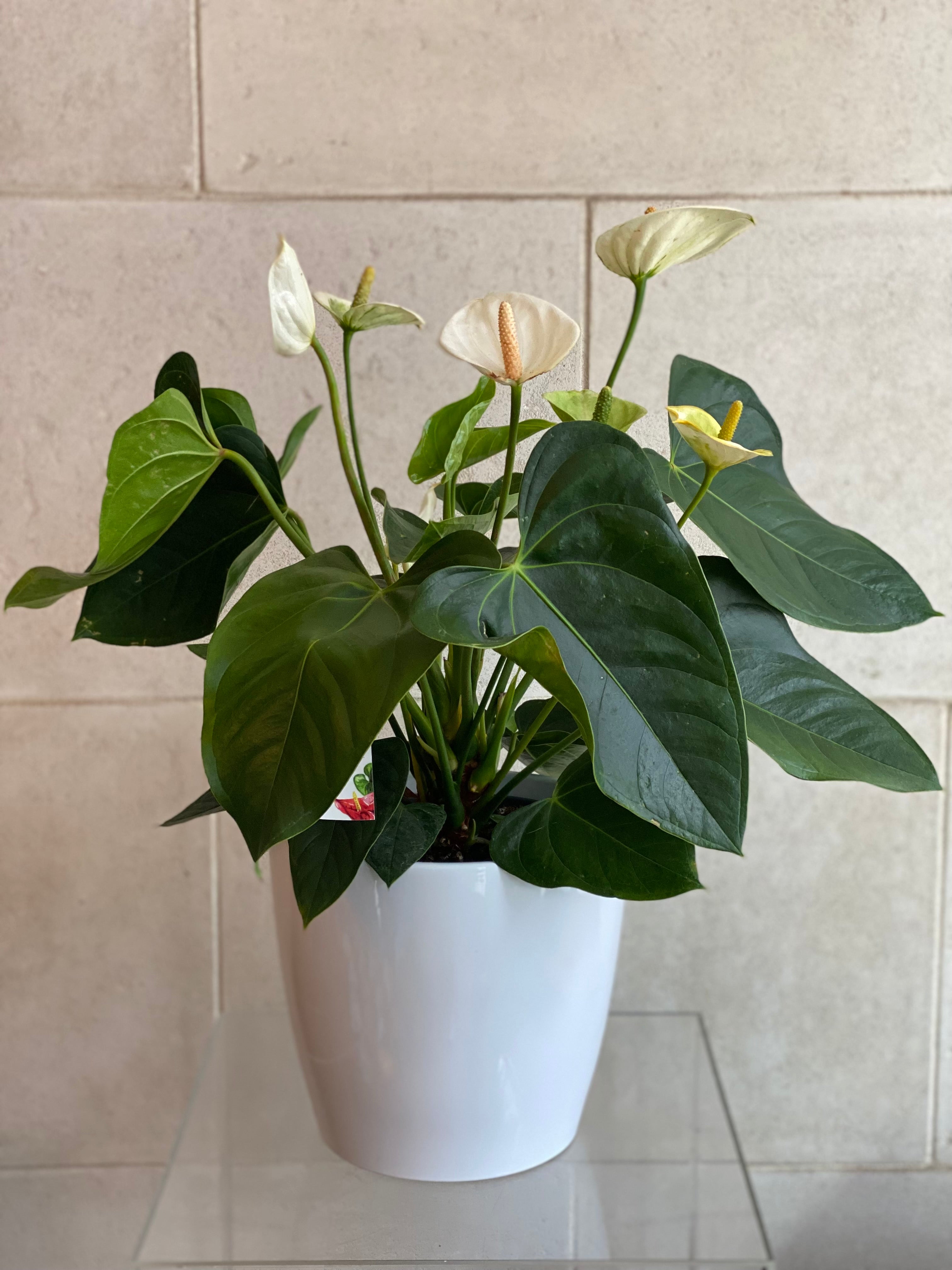 White Anthirium in Ceramic Pot