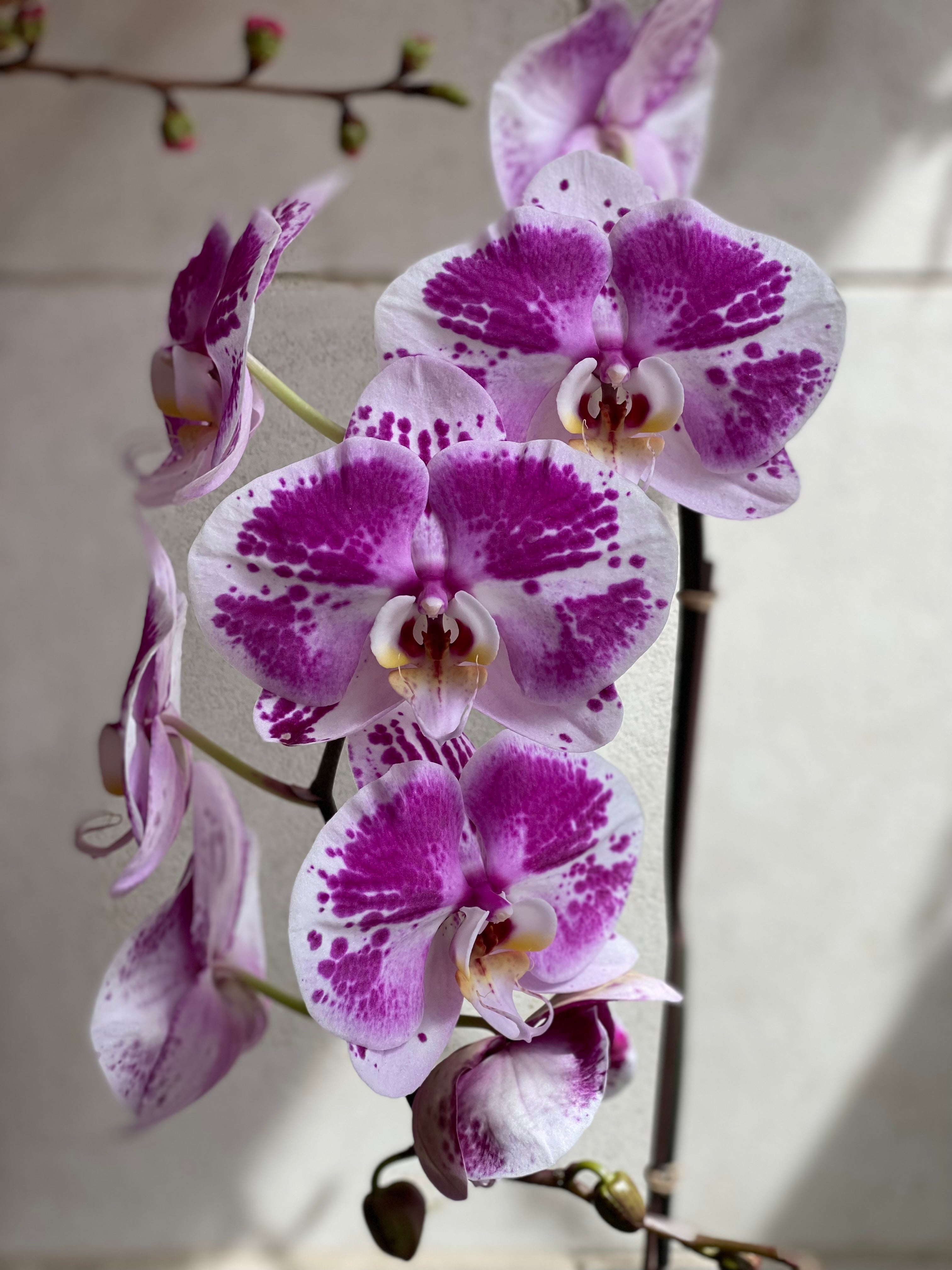 Cascading Orchid