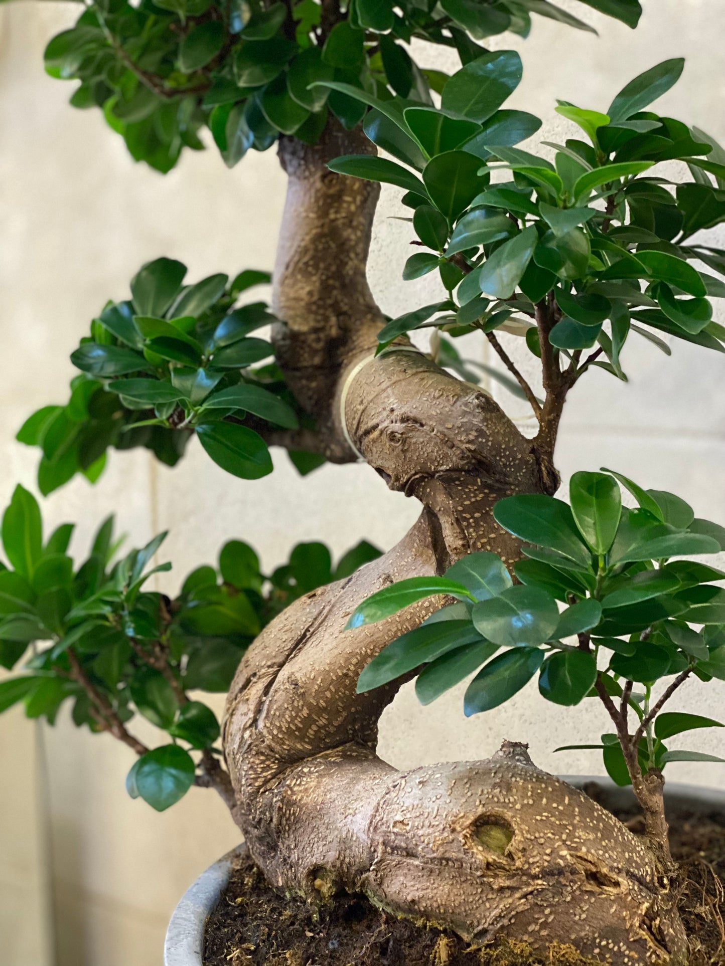 Ficus Bonsai