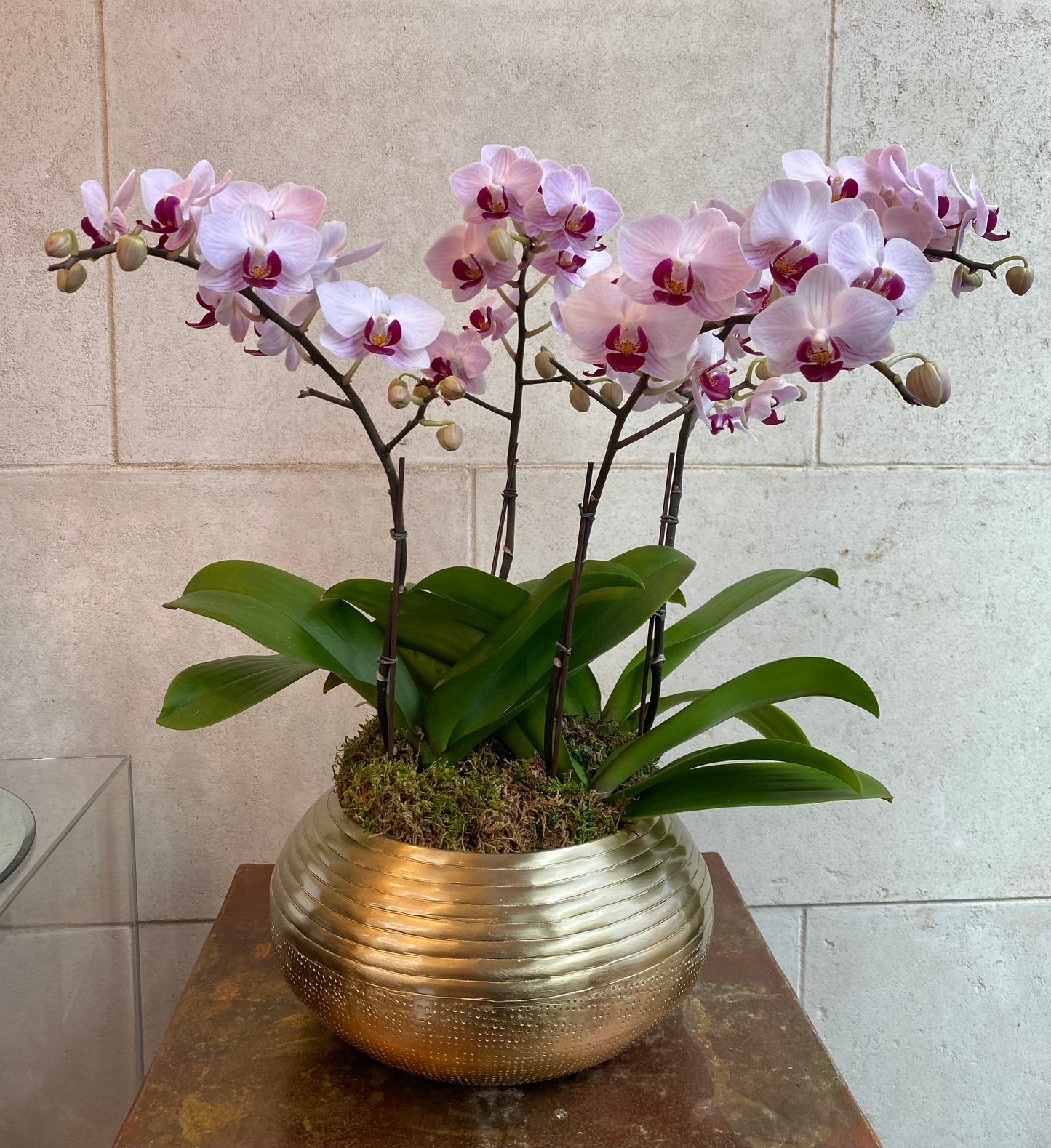 Mini Orchid Arrangement Pink