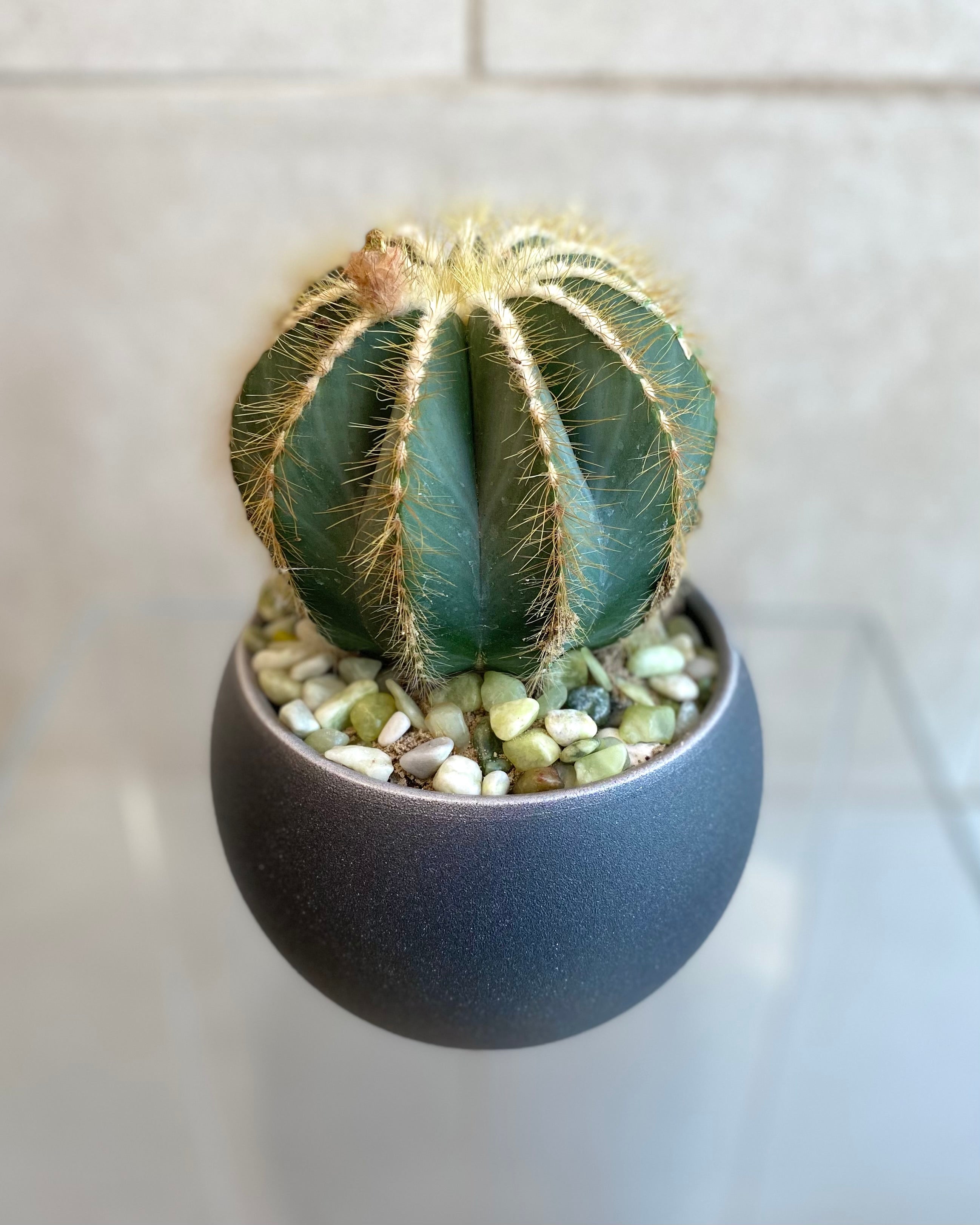 Cactus in 6” Ceramic Pots