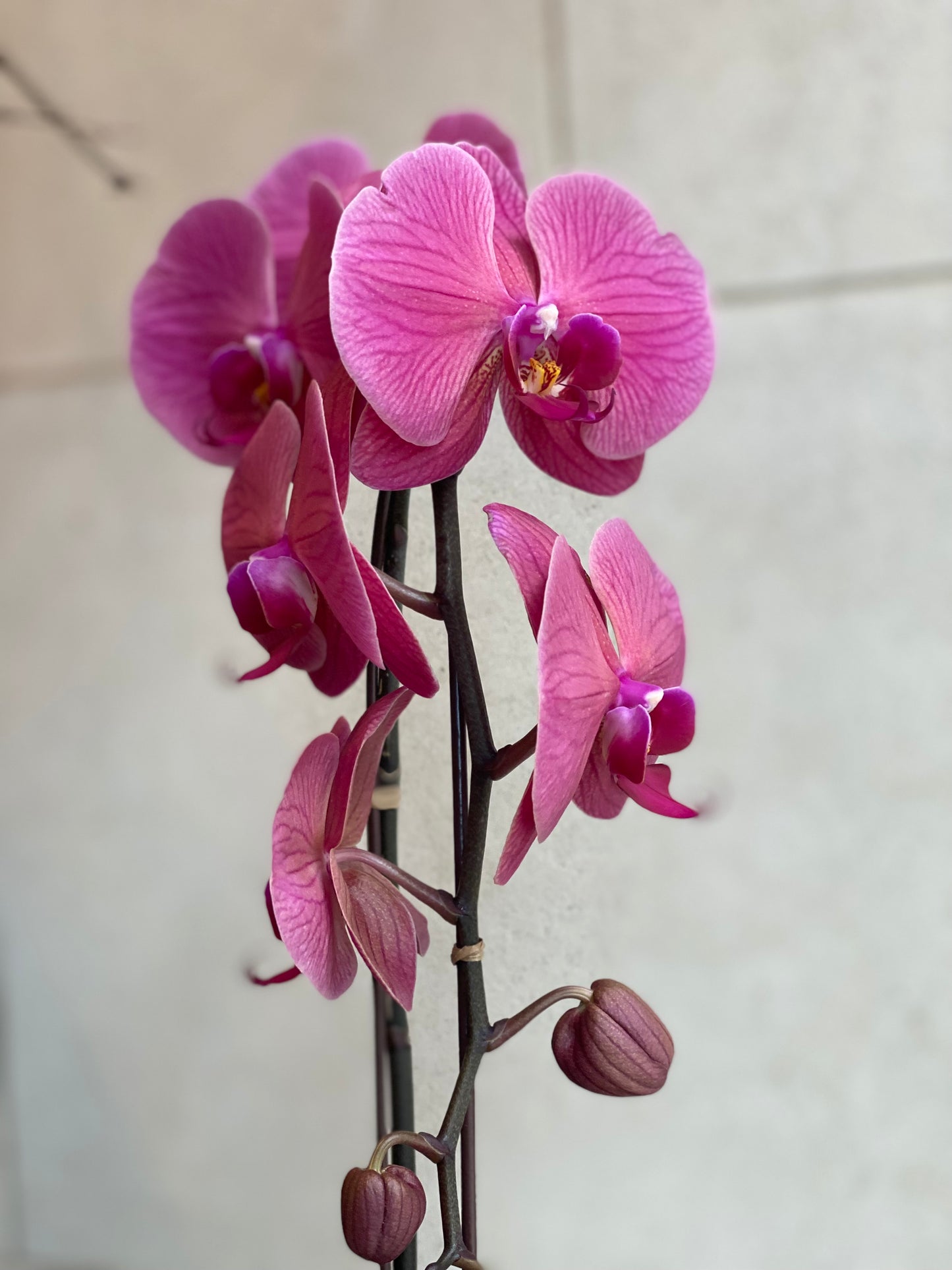 Purple Phalaenopsis