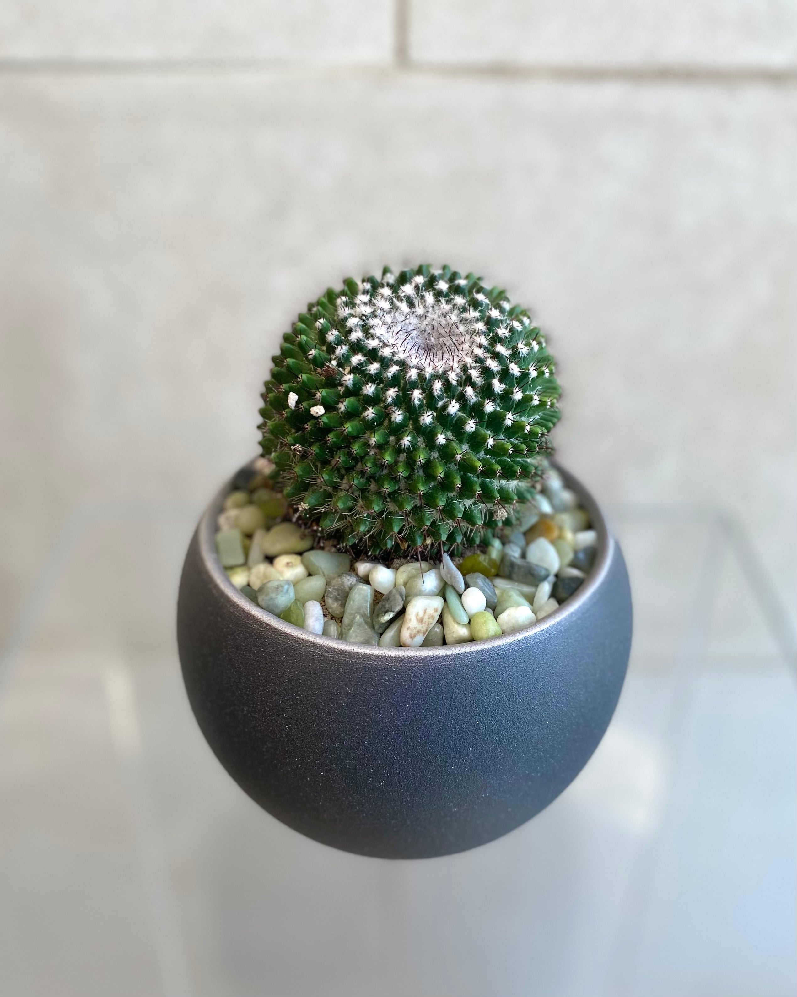 Cactus in 6” Ceramic Pots