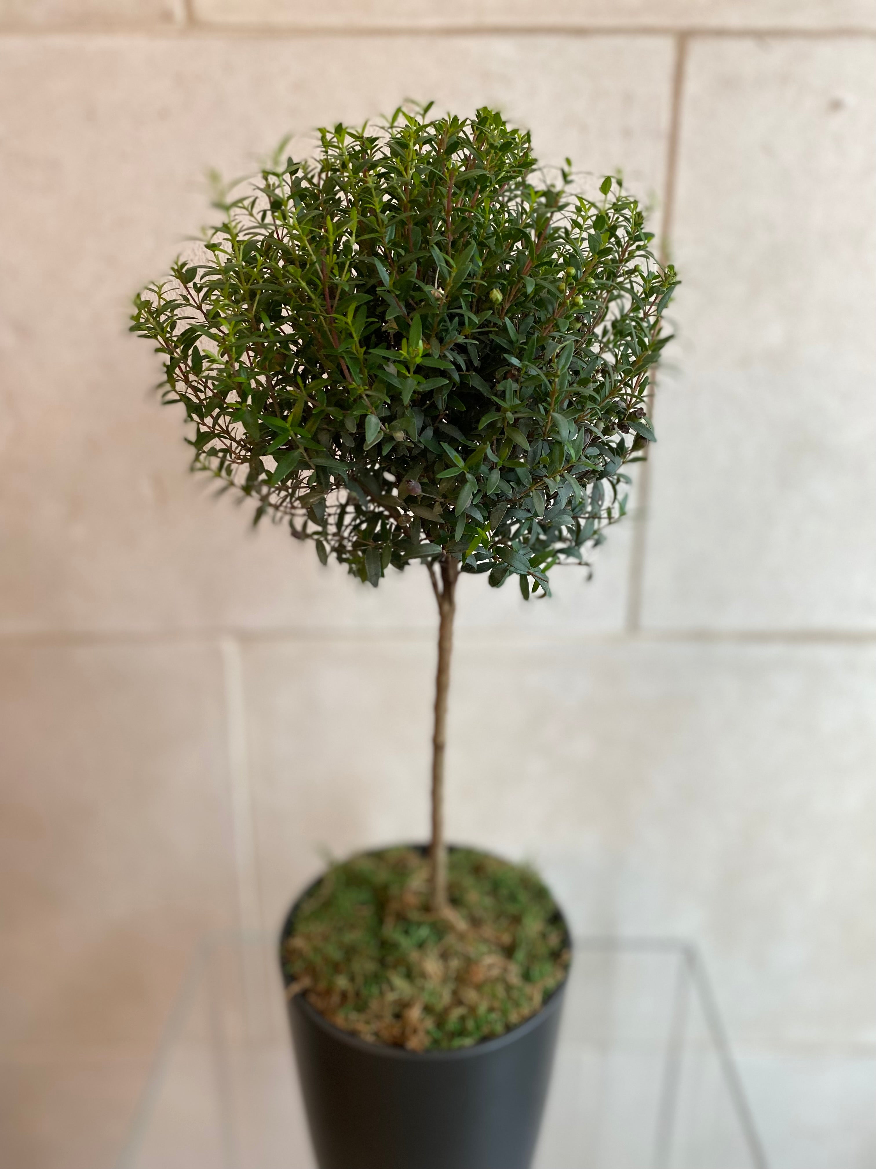Spherical Myrtle Topiary