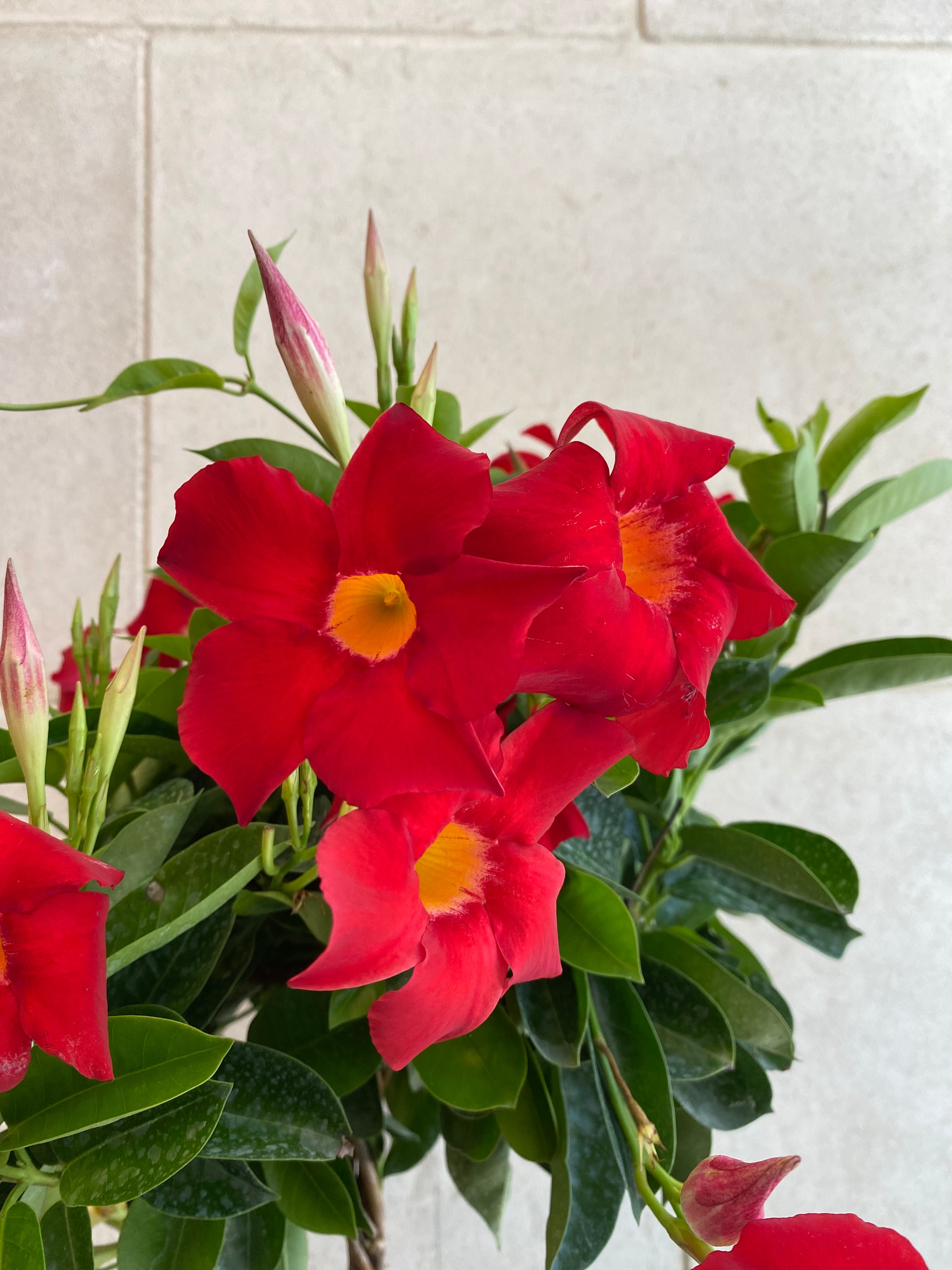 Mandevilla Tree
