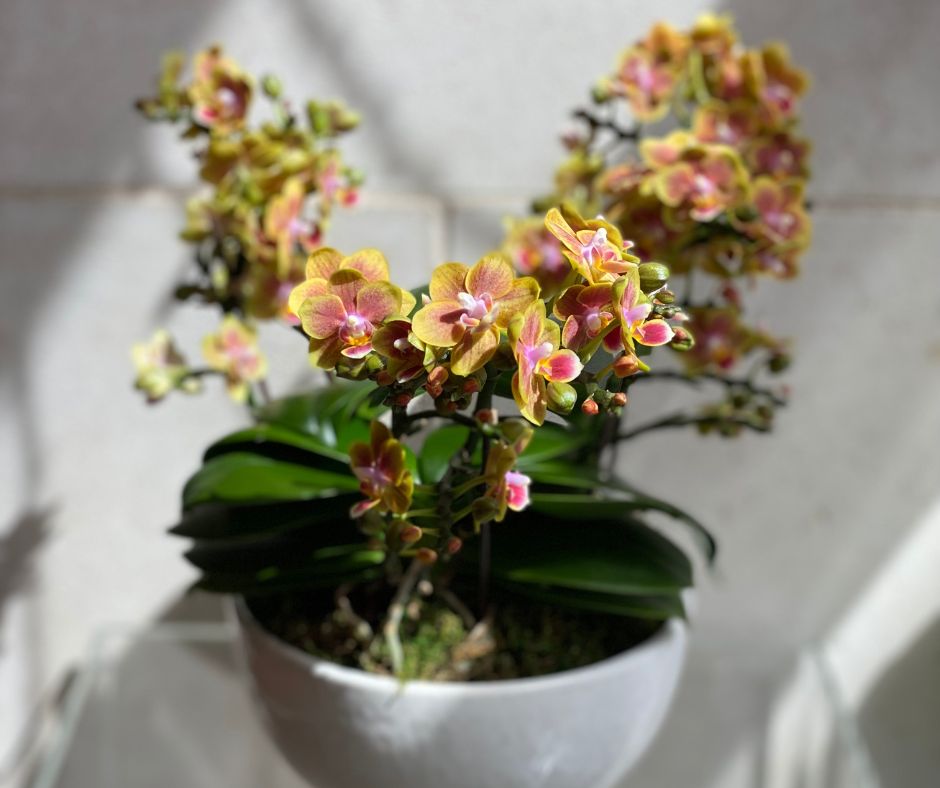 Mini Orchid Trio