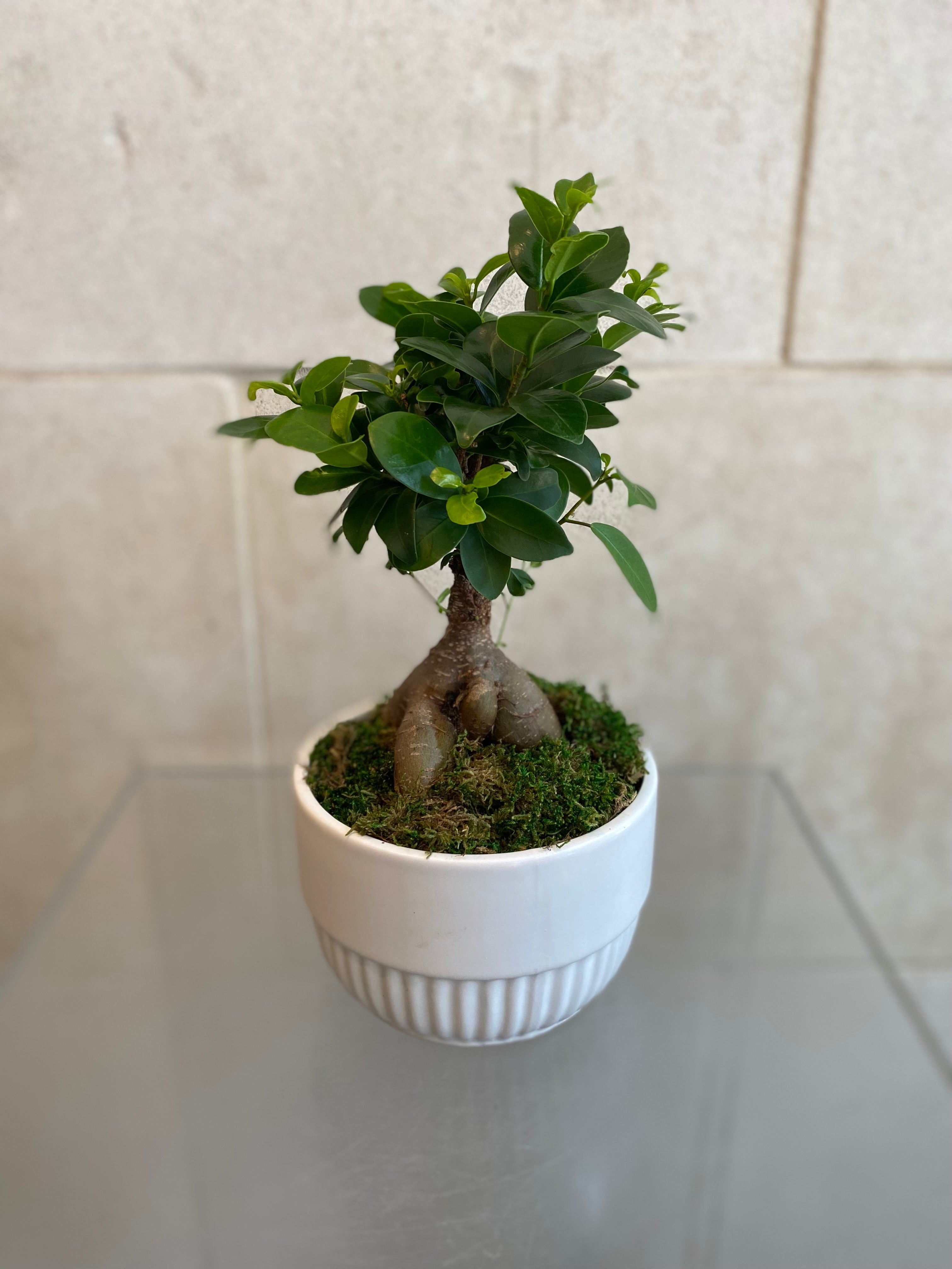 Mini Ficus Bonsai