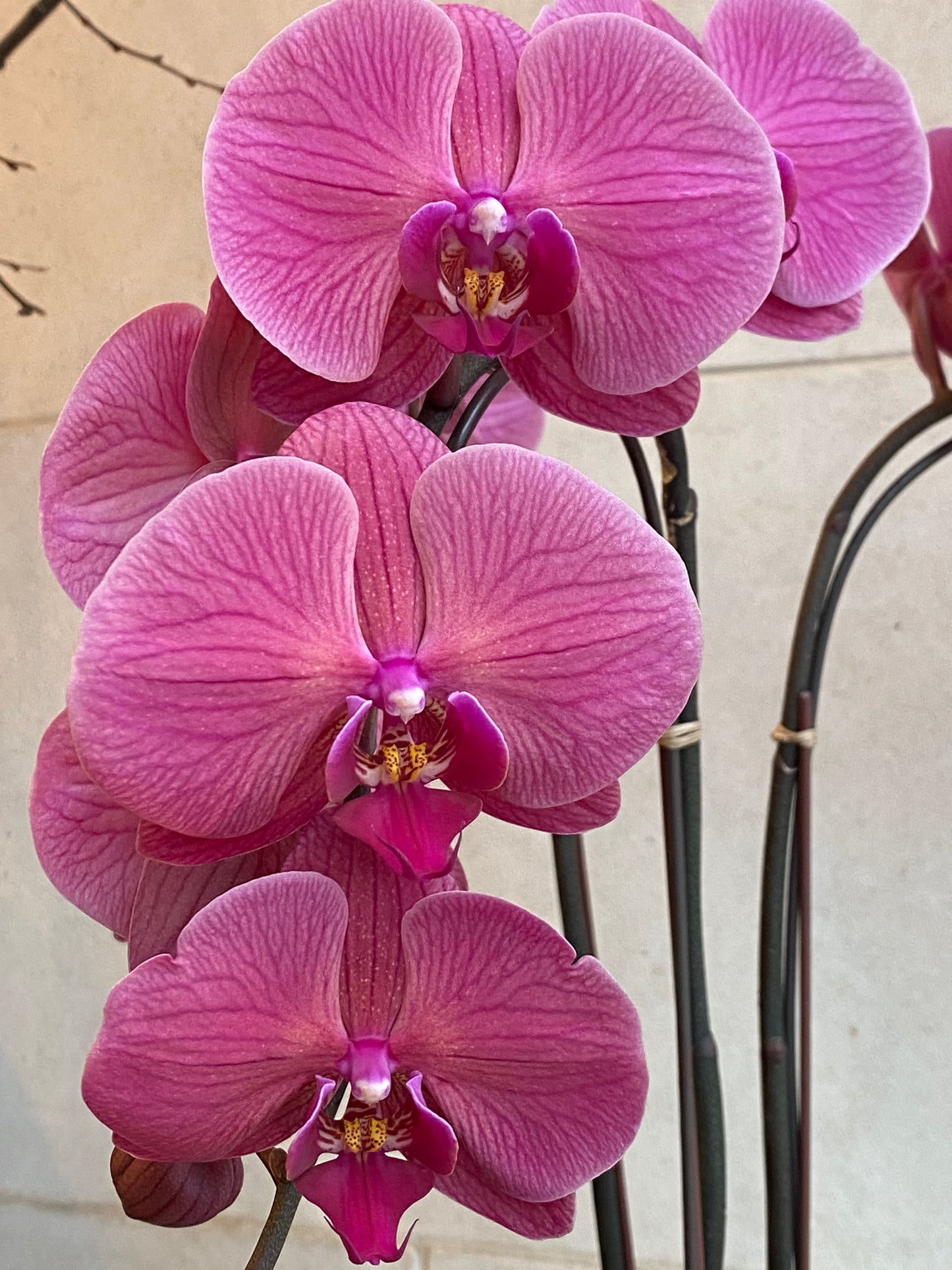 Large Purple Phalaenopsis Trio