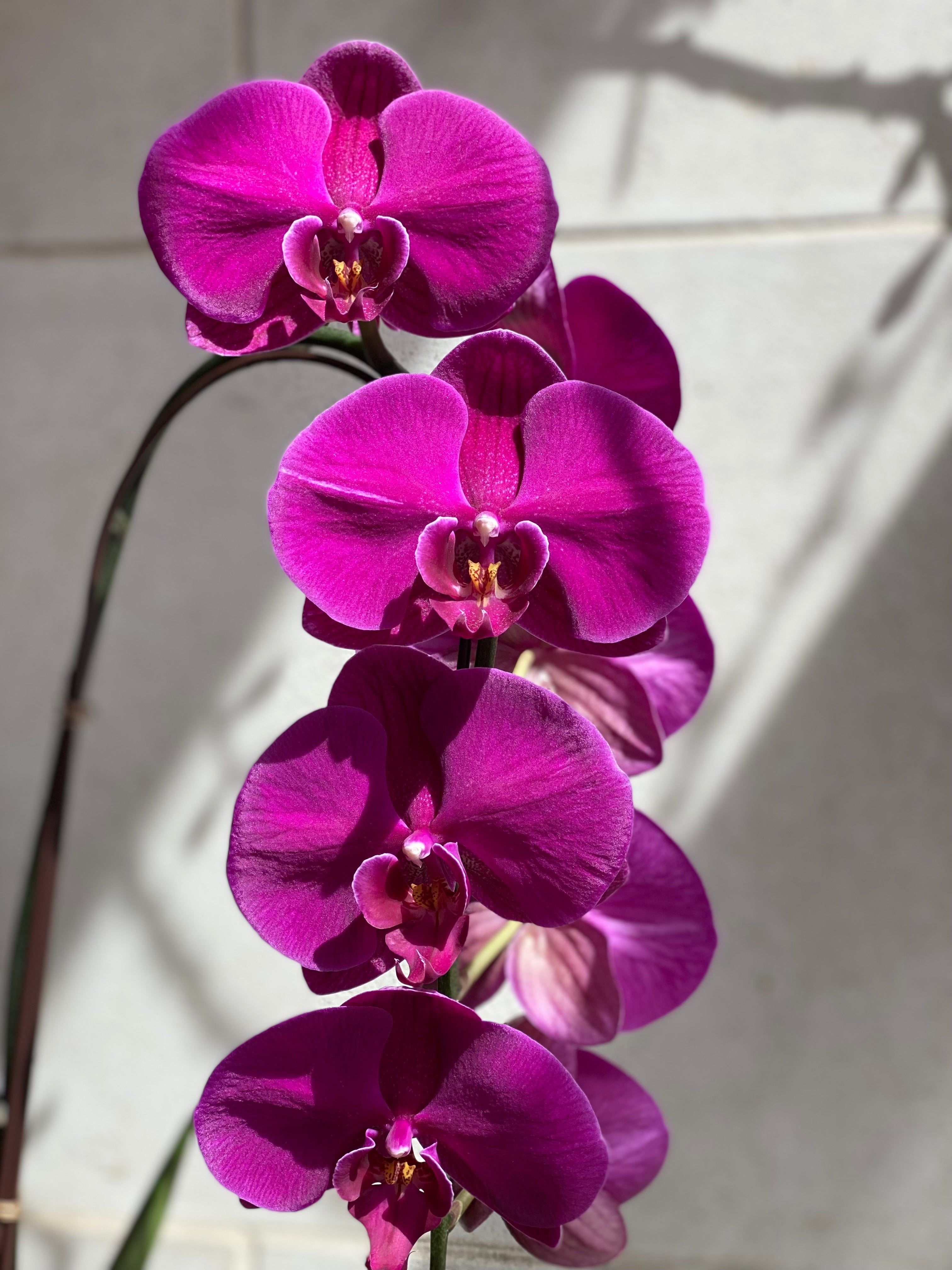 Purple Phalaenopsis