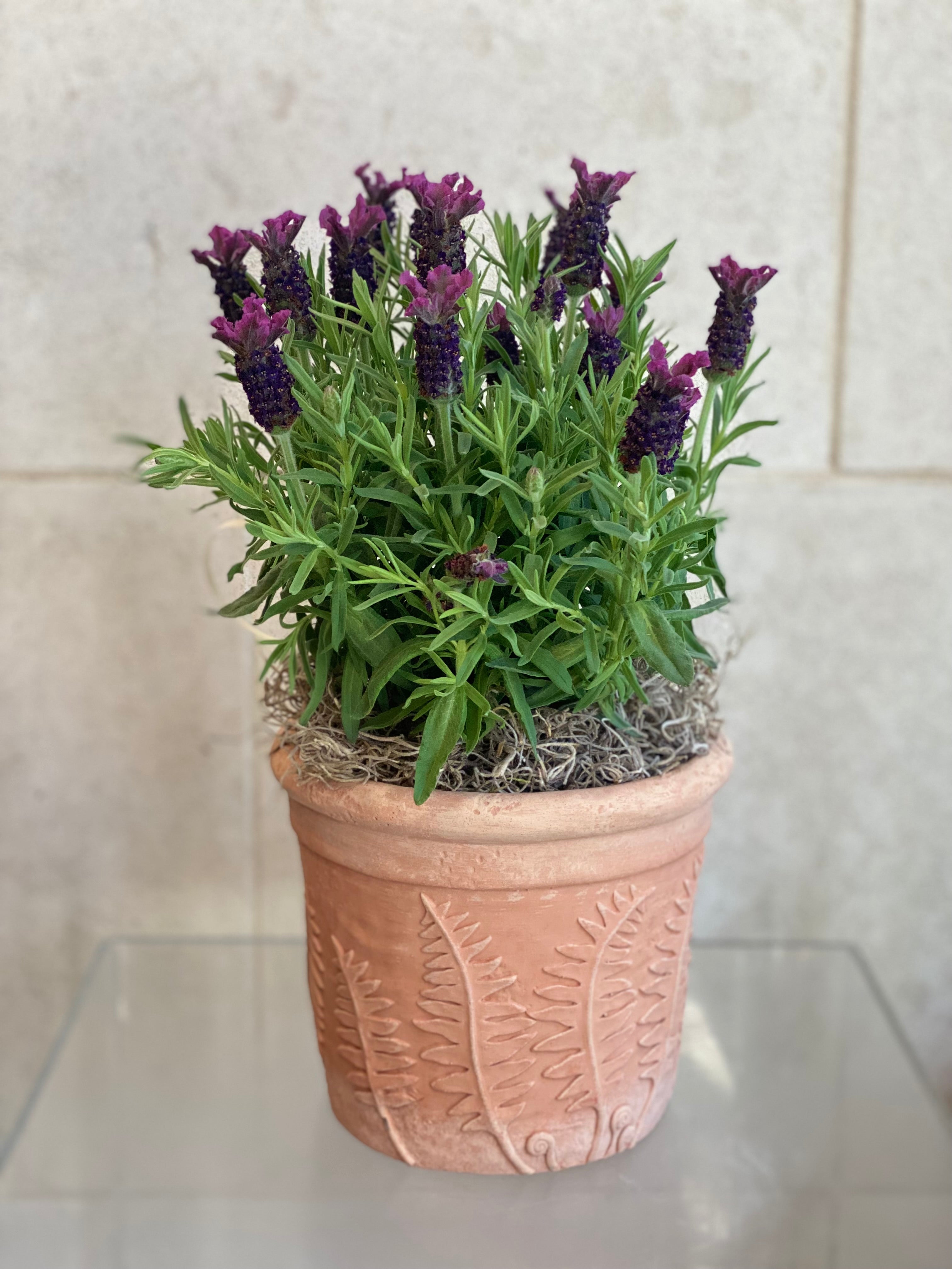 Lavender in Fern Terracotta Planter