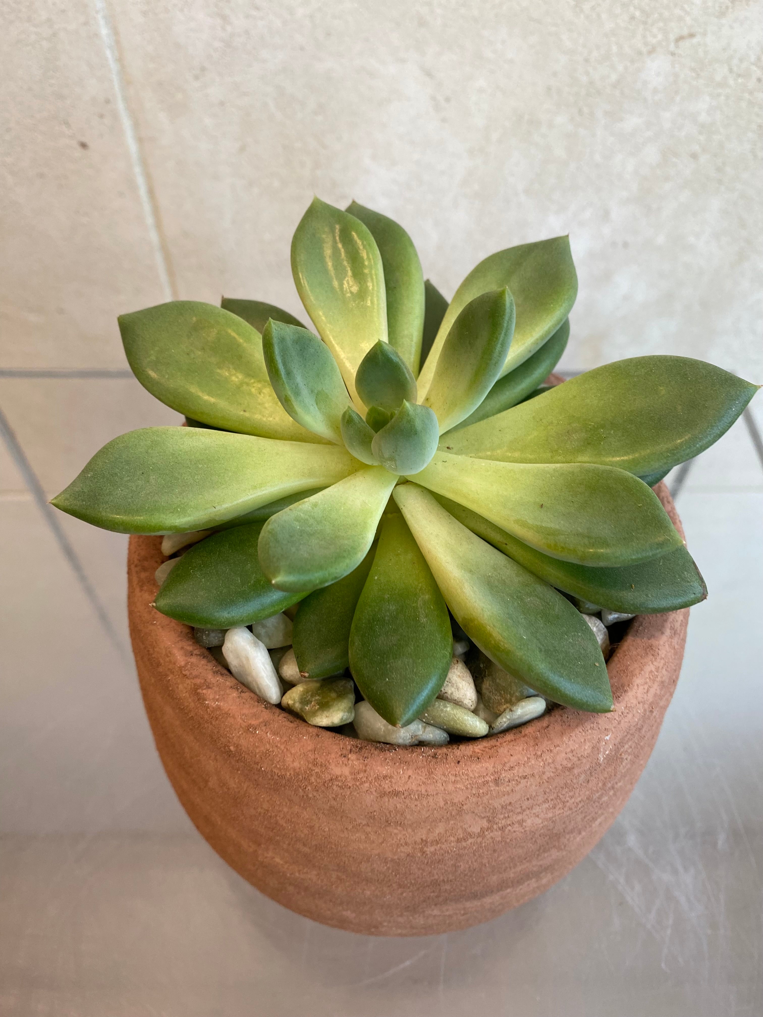Succulent Collection
