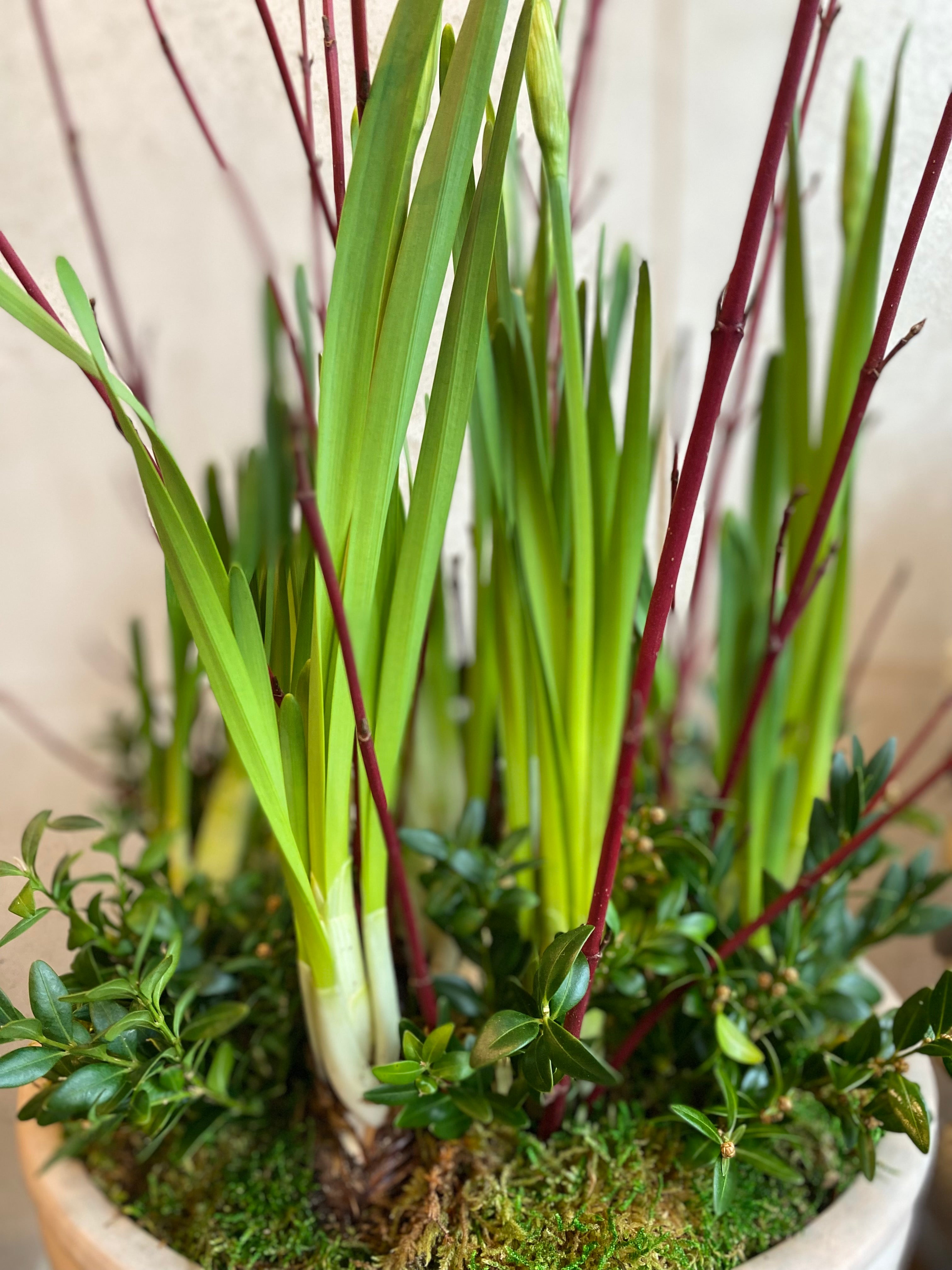 Paperwhite in Terracotta Planter