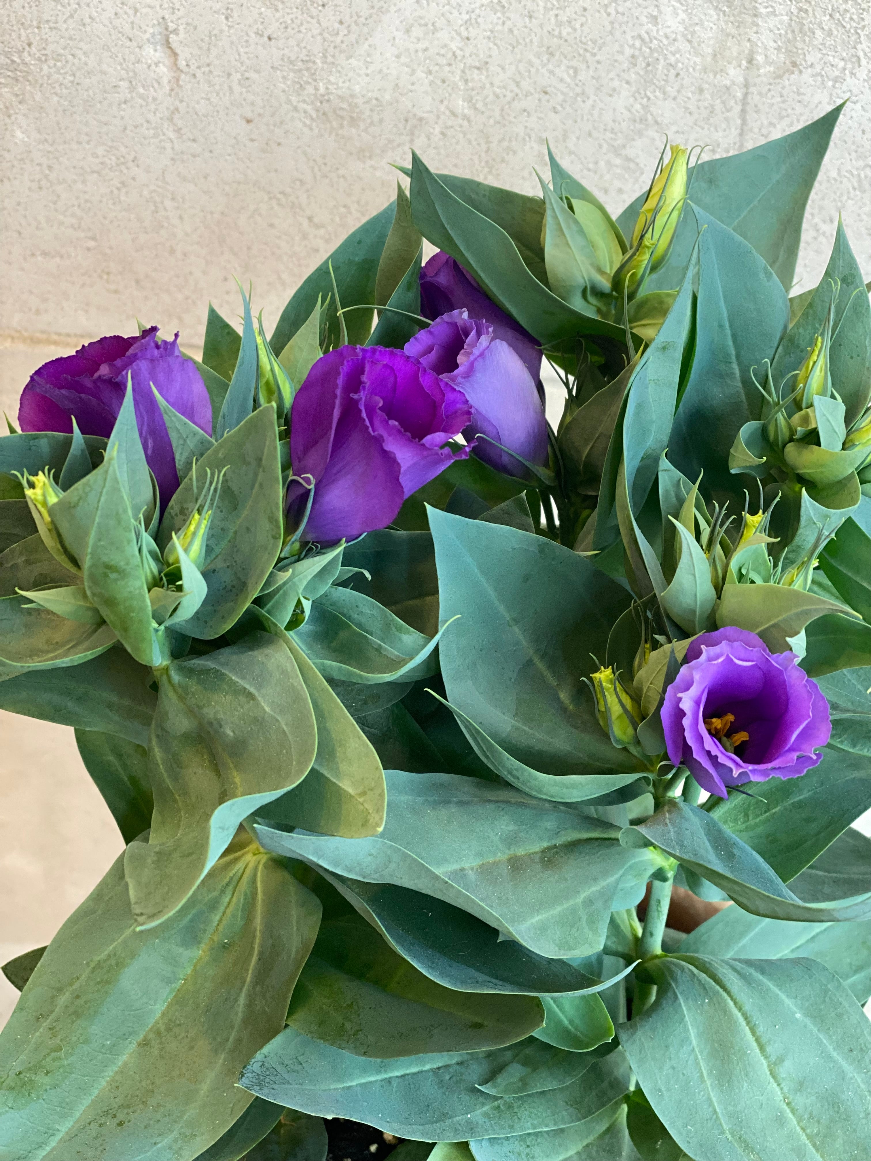 Purple Lisianthus in Decorative Planter