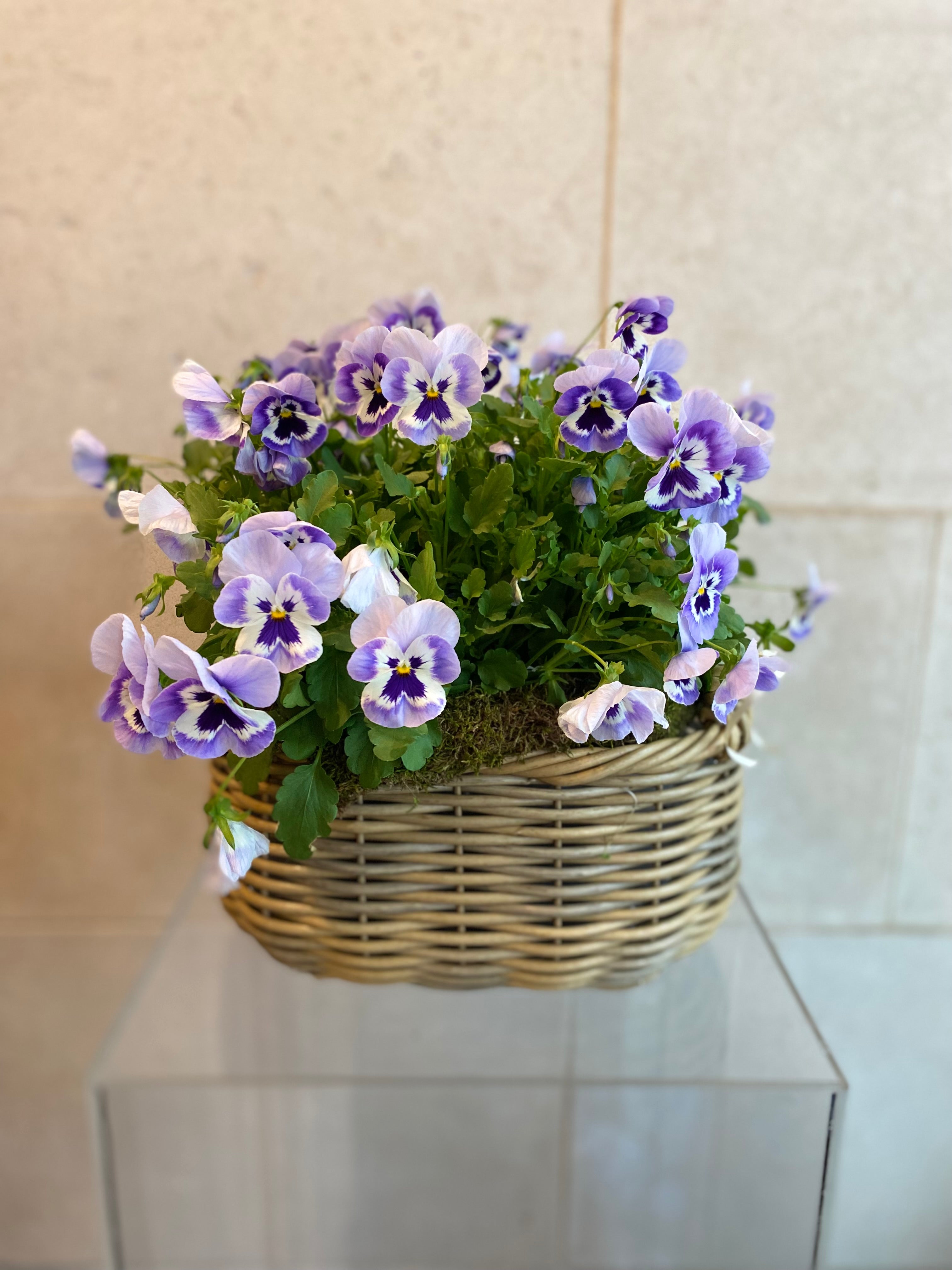 Violet Pansy Basket