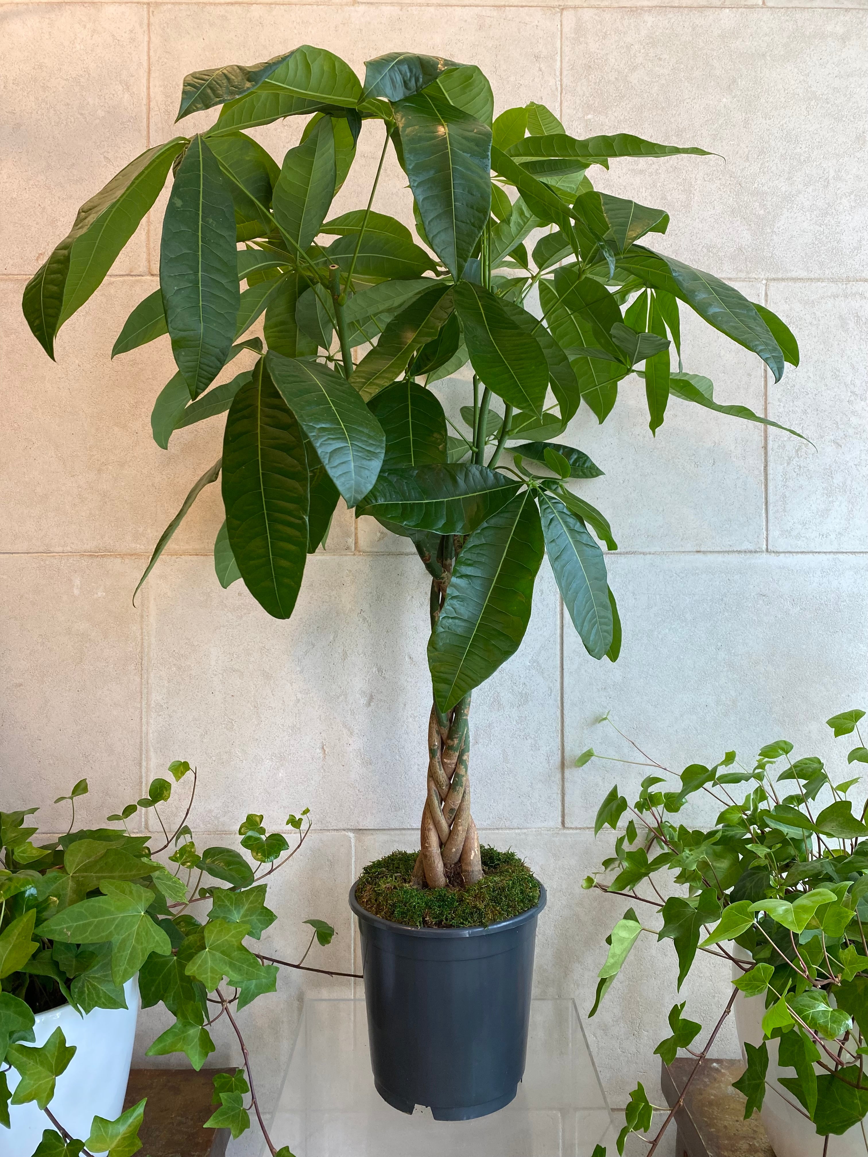 Money Tree