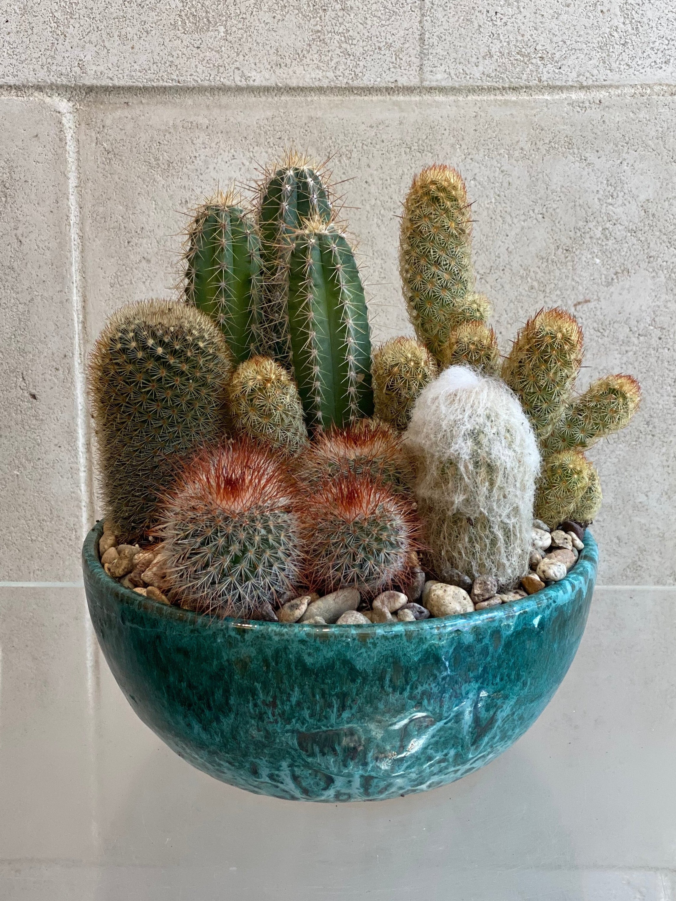 Cactus Garden