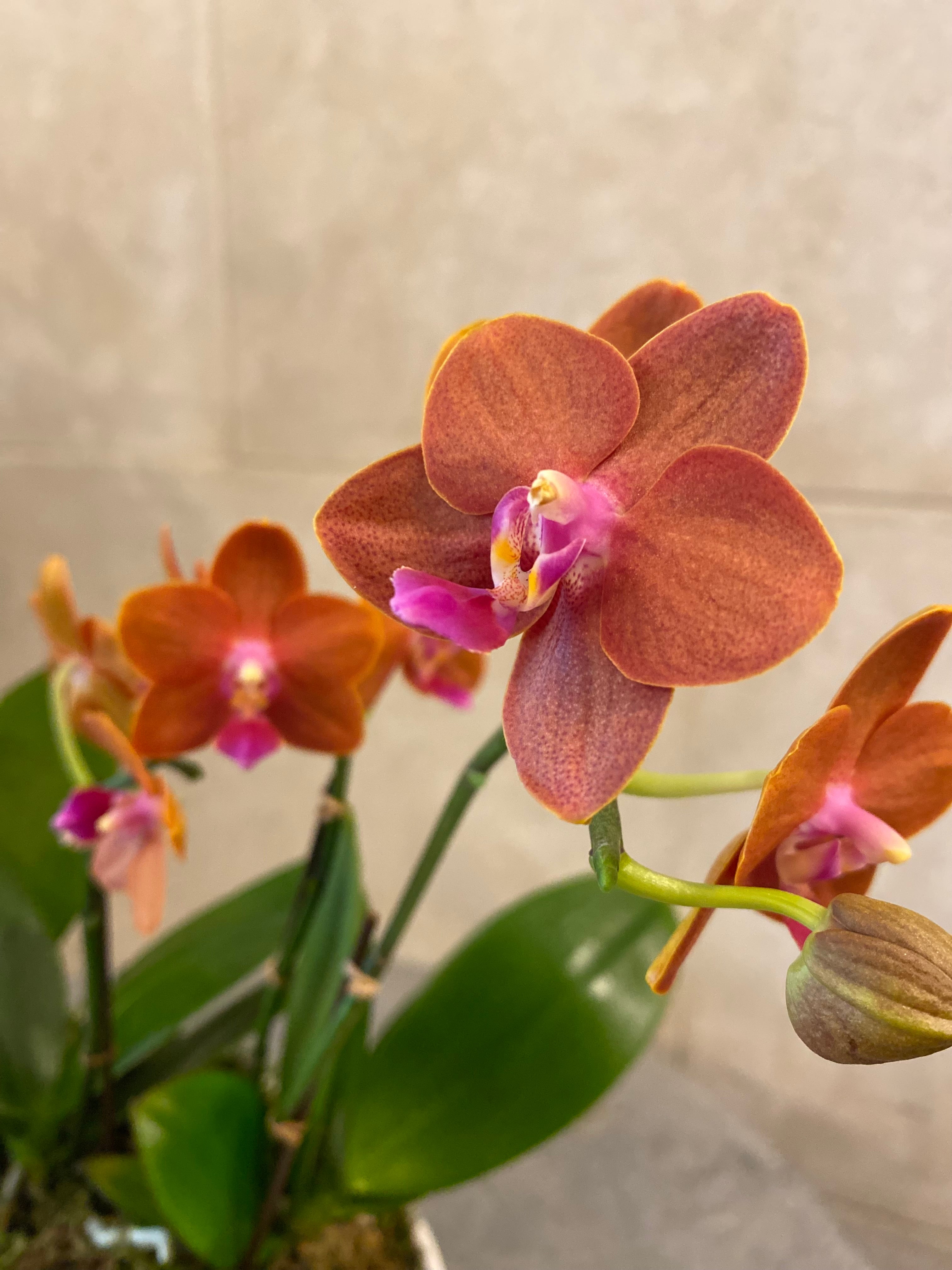 Mini Orchid Trio