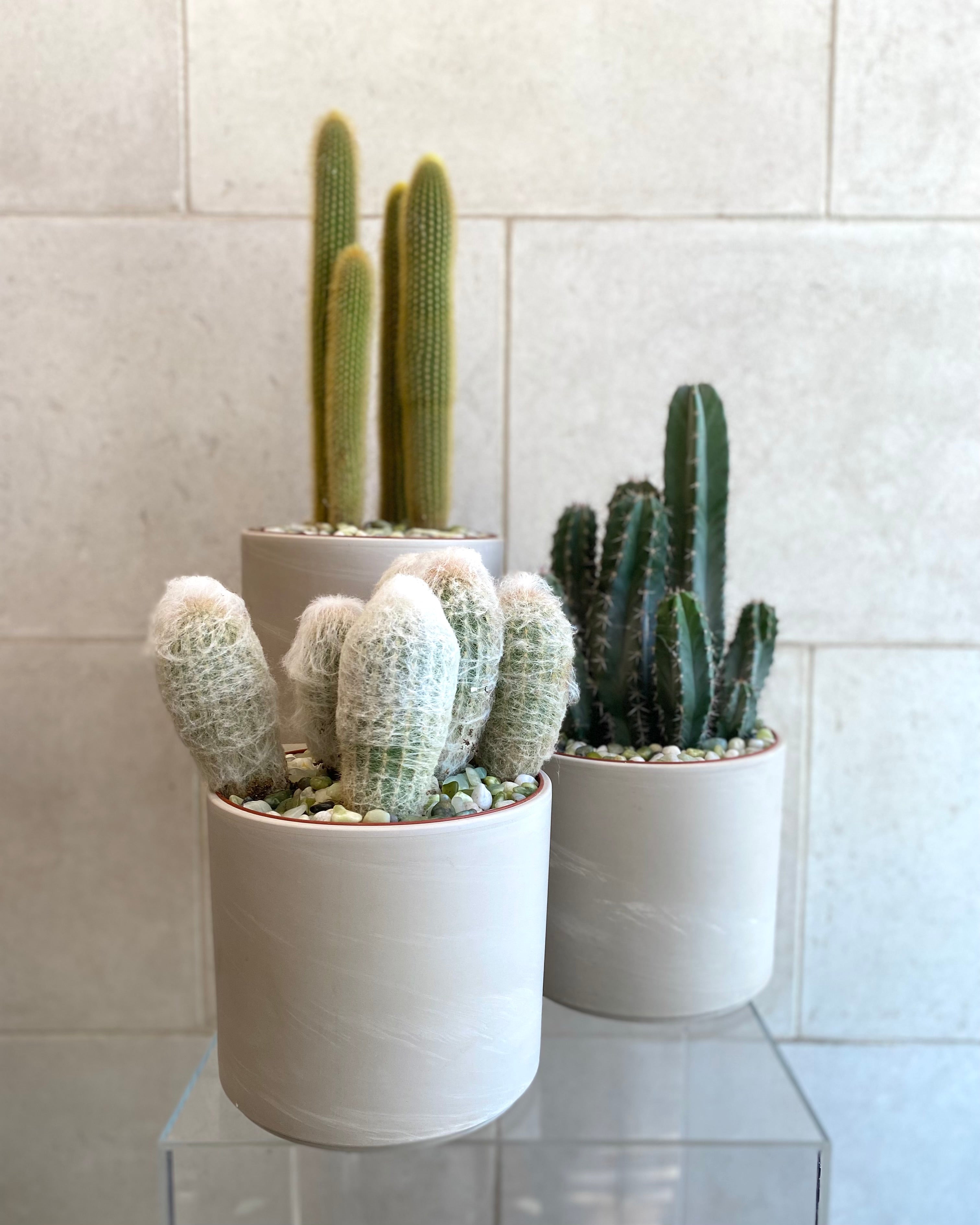 Assorted cactus in Ceramic Pot
