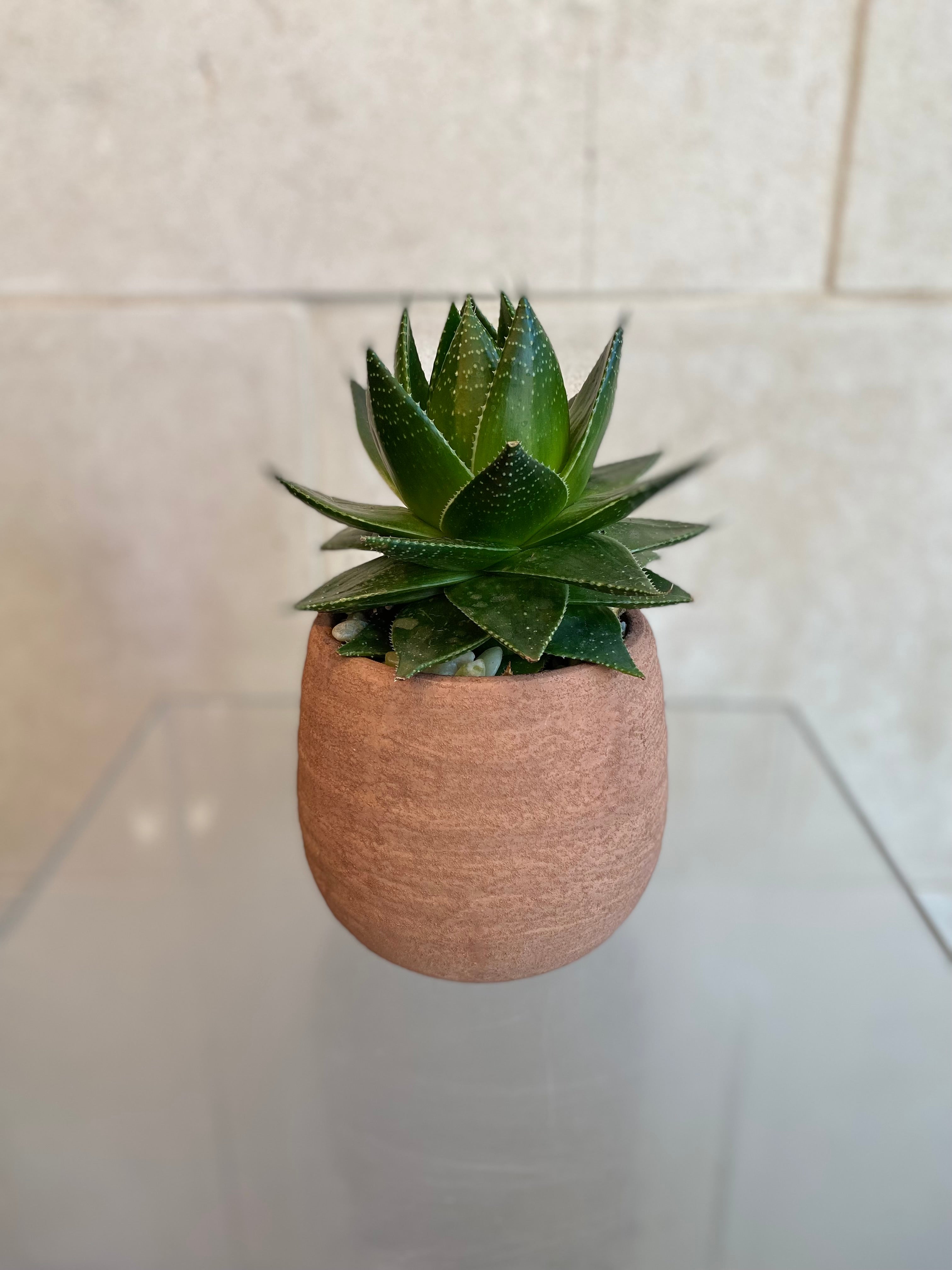 Succulent Collection