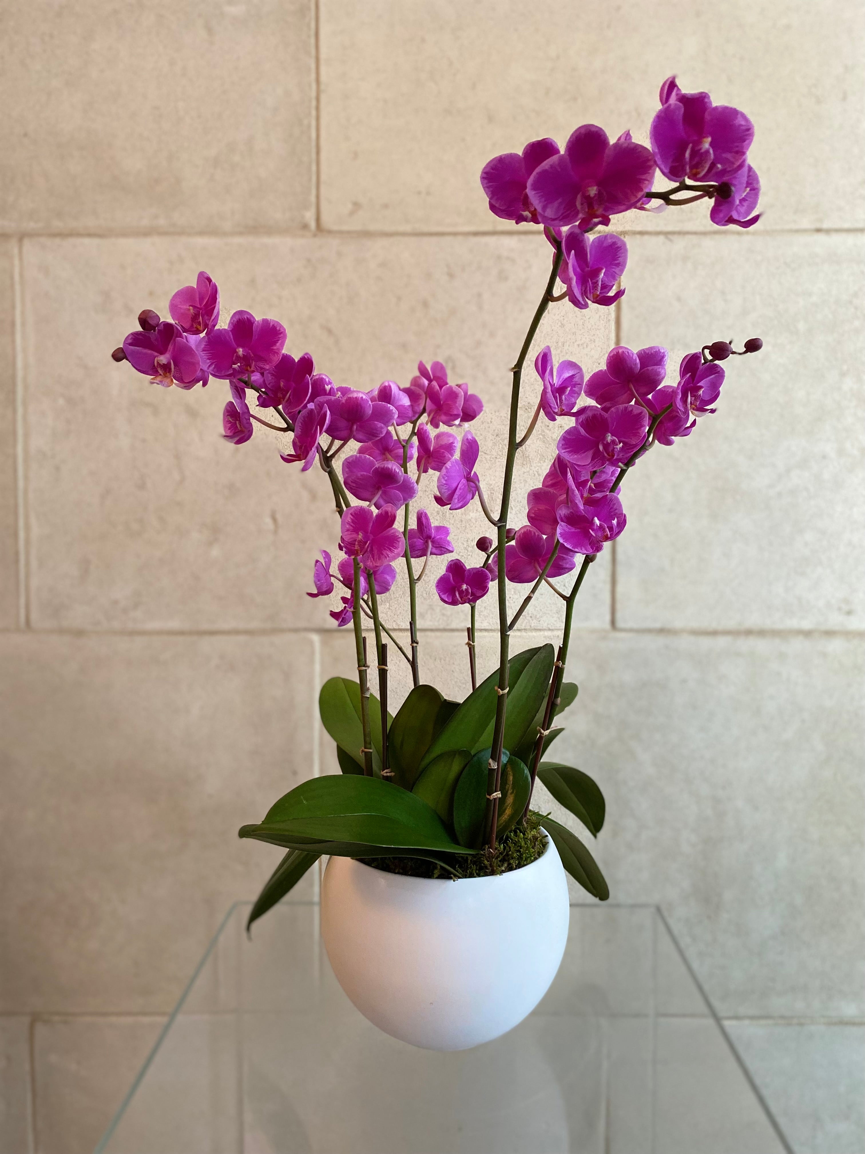 Mini orchid Trio