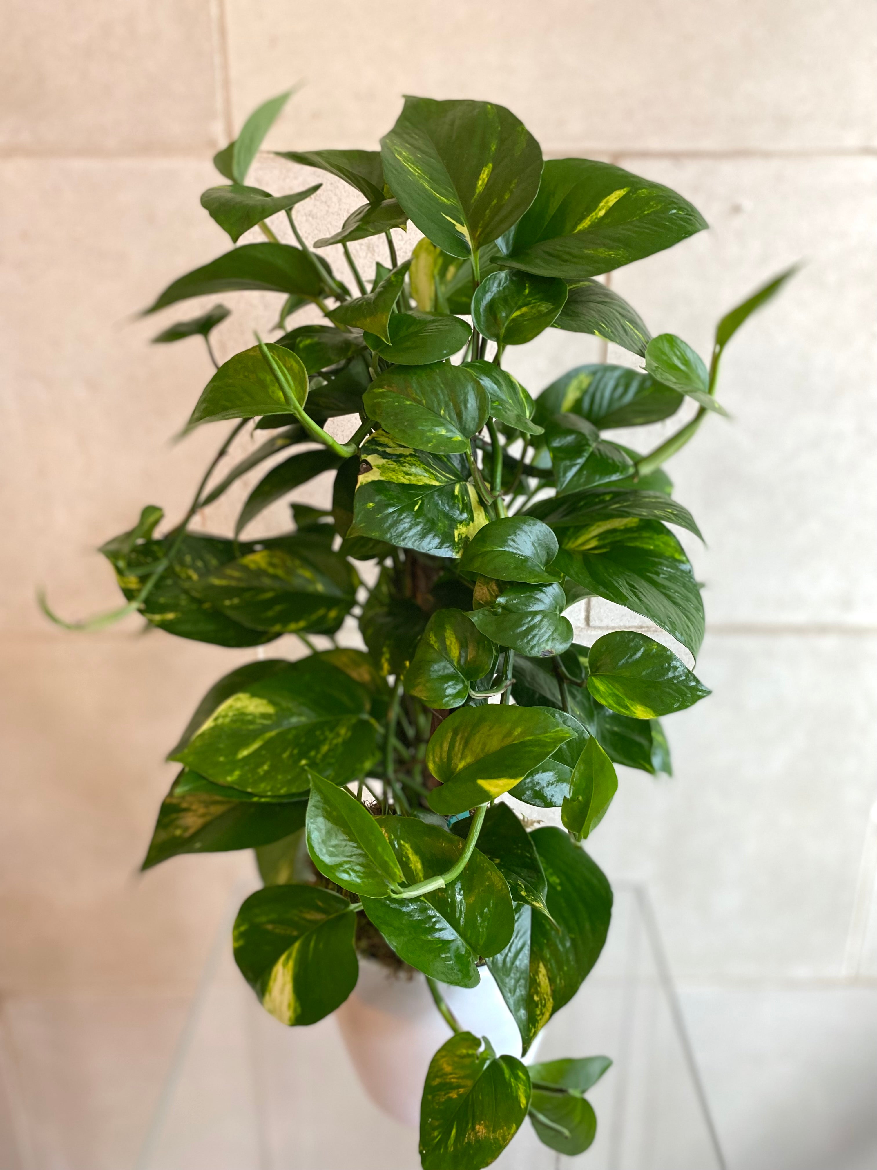 Lush Pothos