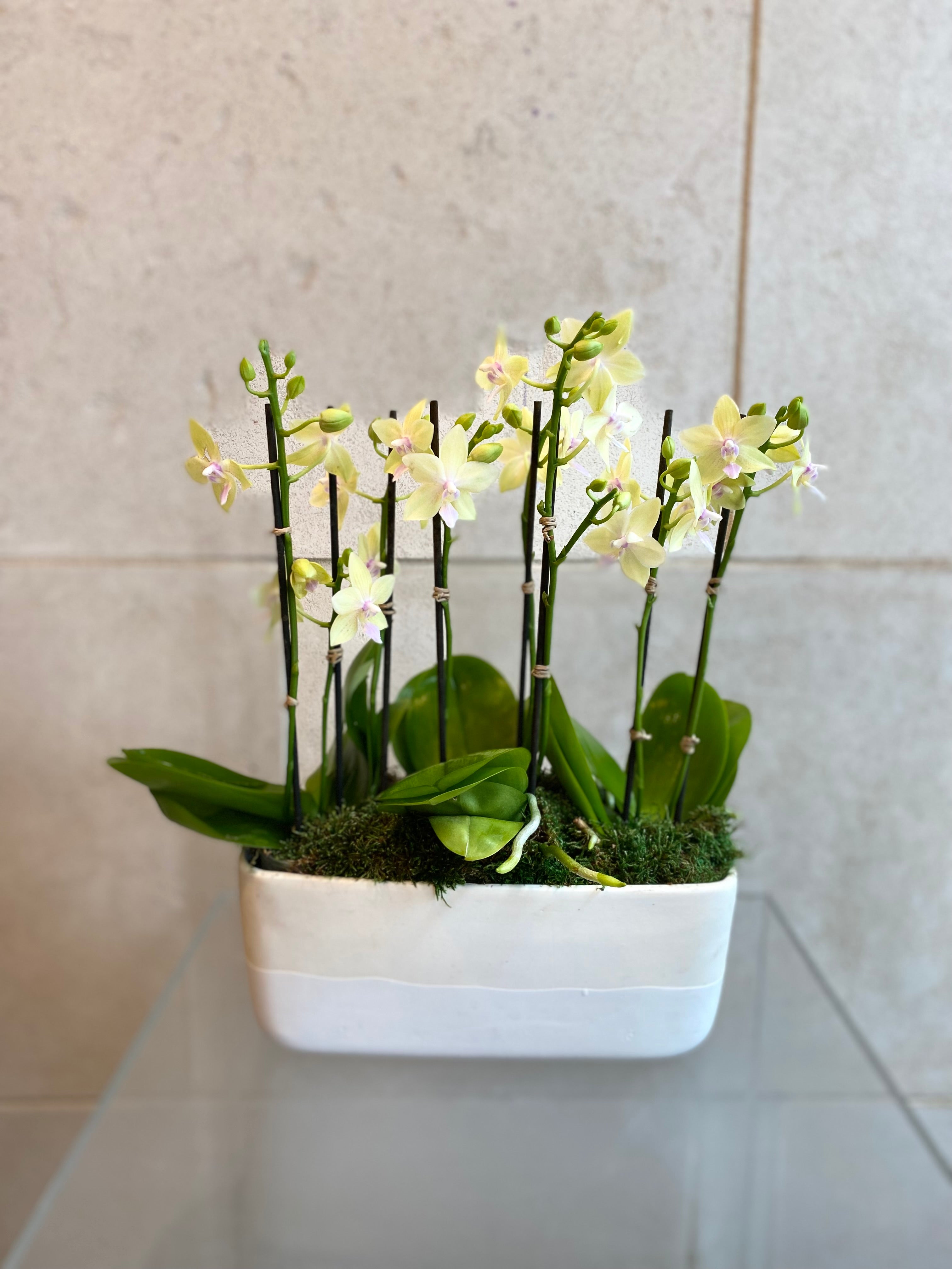 Mini Pastel Orchid Trio