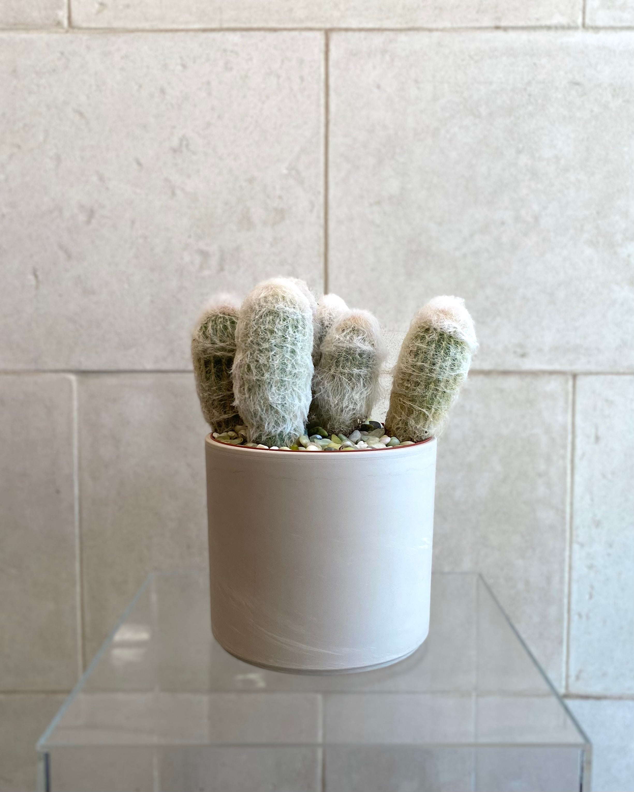 Assorted cactus in Ceramic Pot