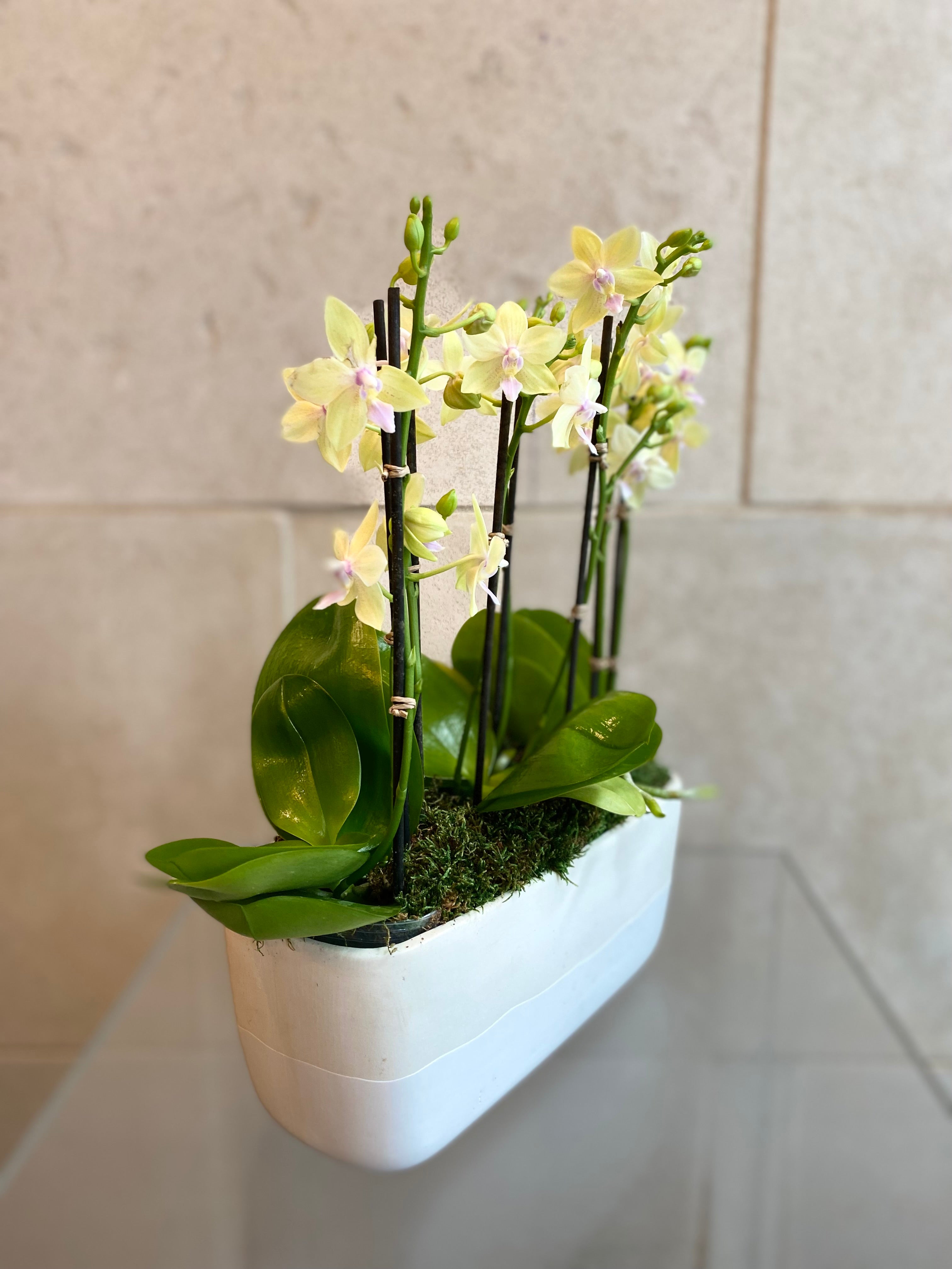 Mini Pastel Orchid Trio