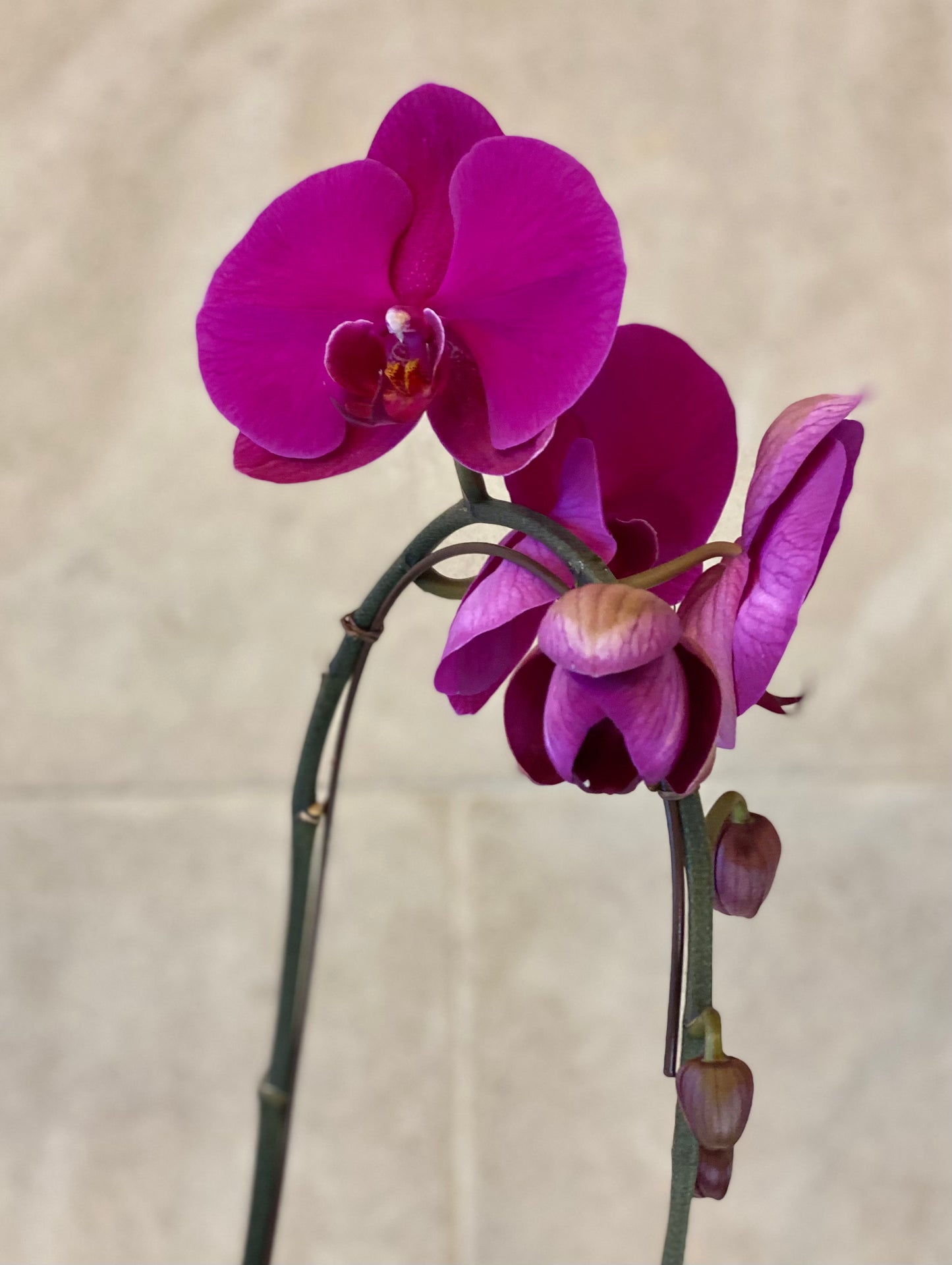 Purple Phalaenopsis orchid