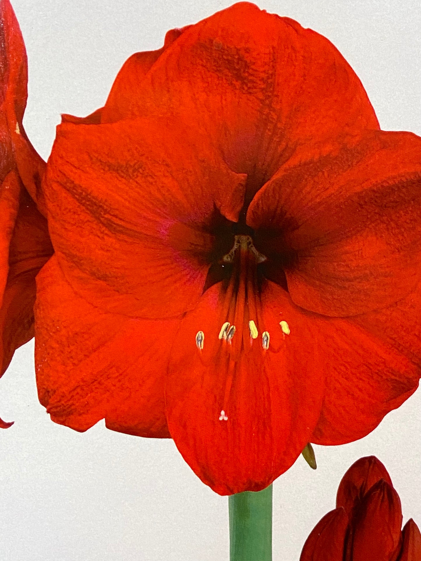 Potted Amaryllis