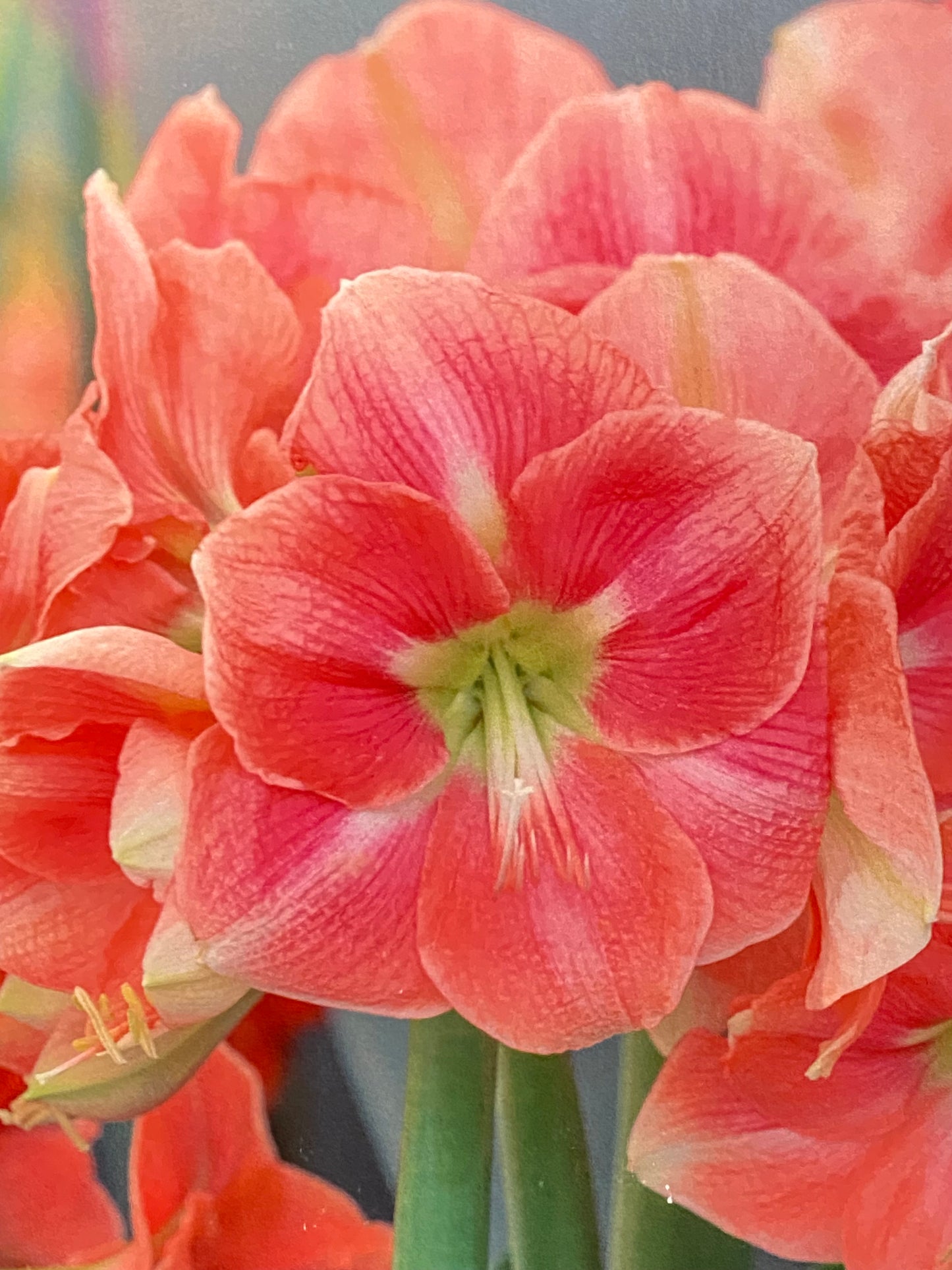 Potted Amaryllis