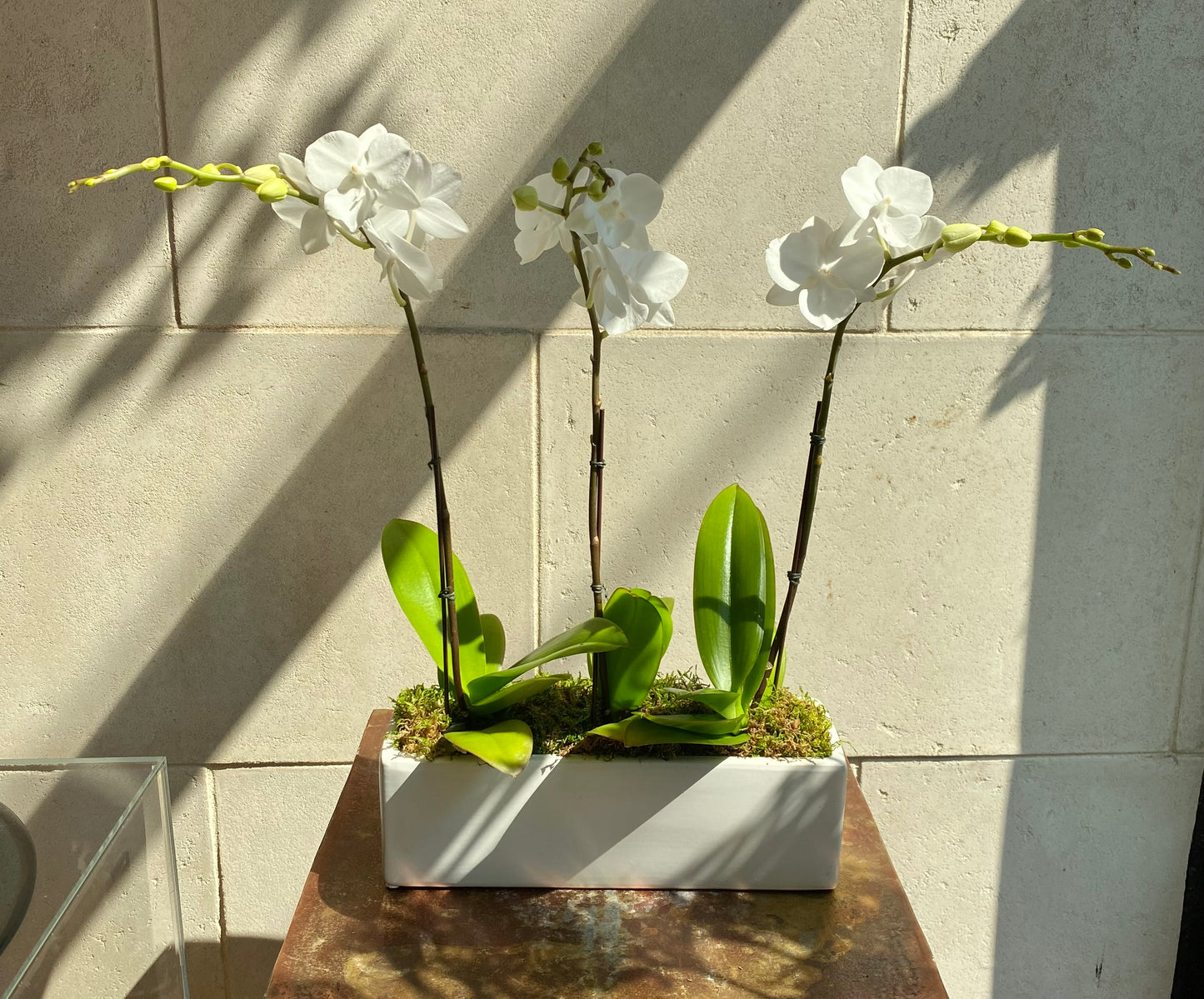 Triple Mini Orchid White